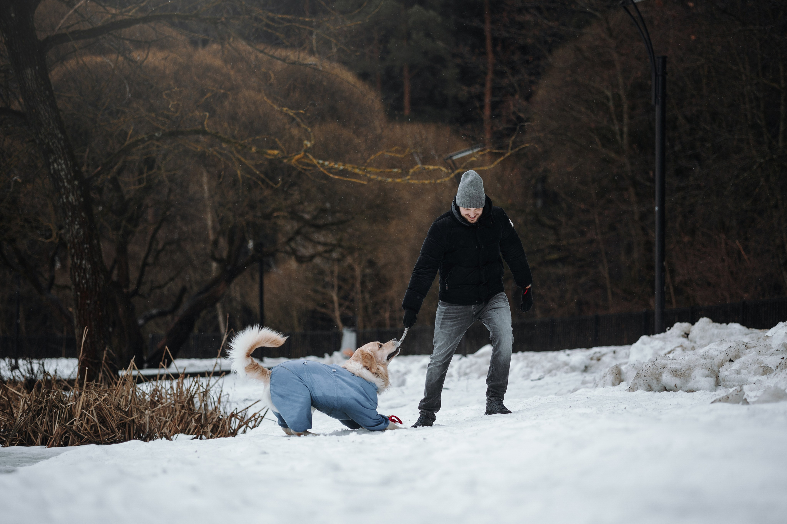 Шелби, Ватсон и ребята. Фотограф — Анималист | Санкт-Петербург