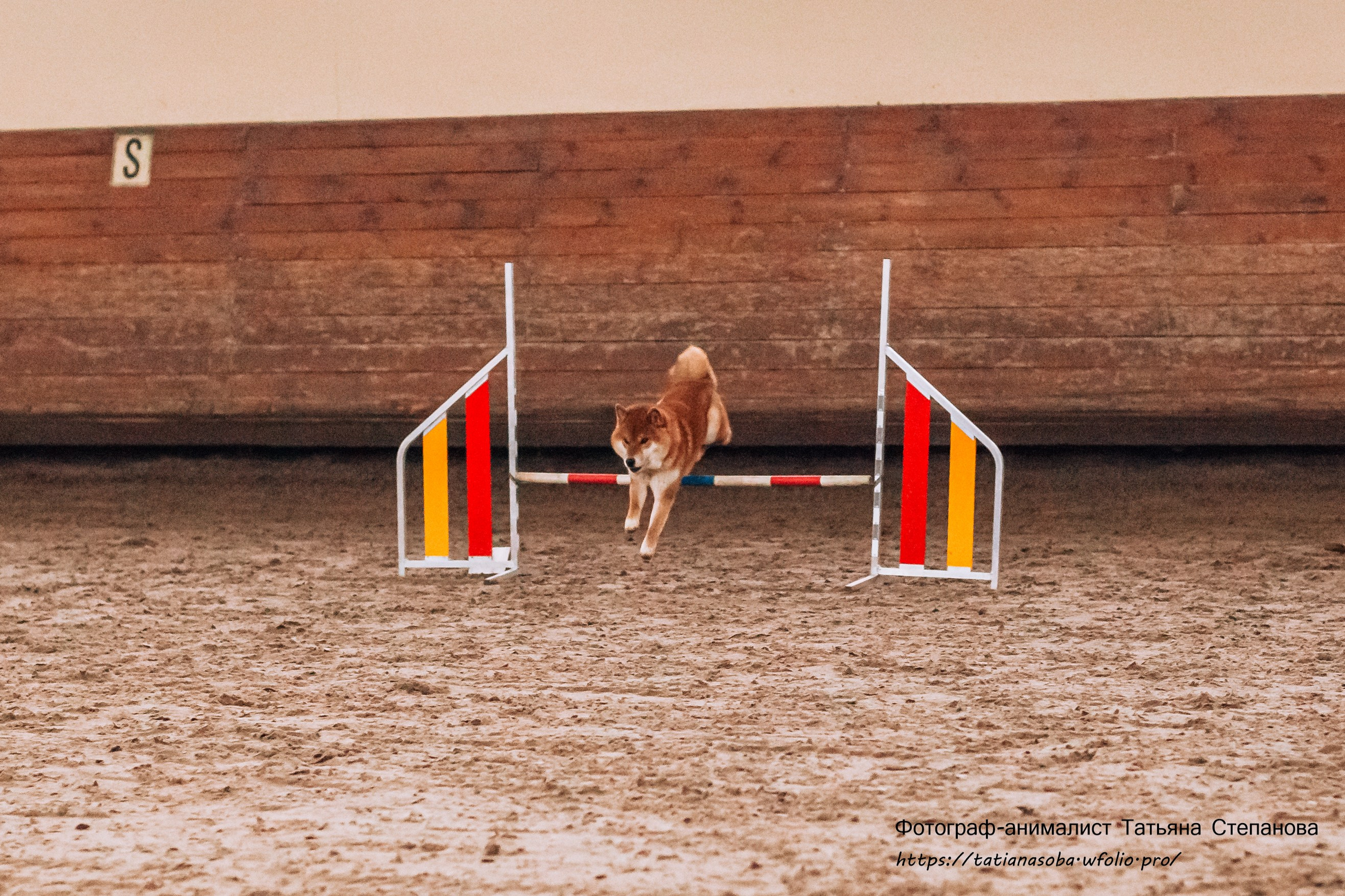 Соревнования по Аджилити 25.02.2024. Фотограф-анималист Татьяна Степанова