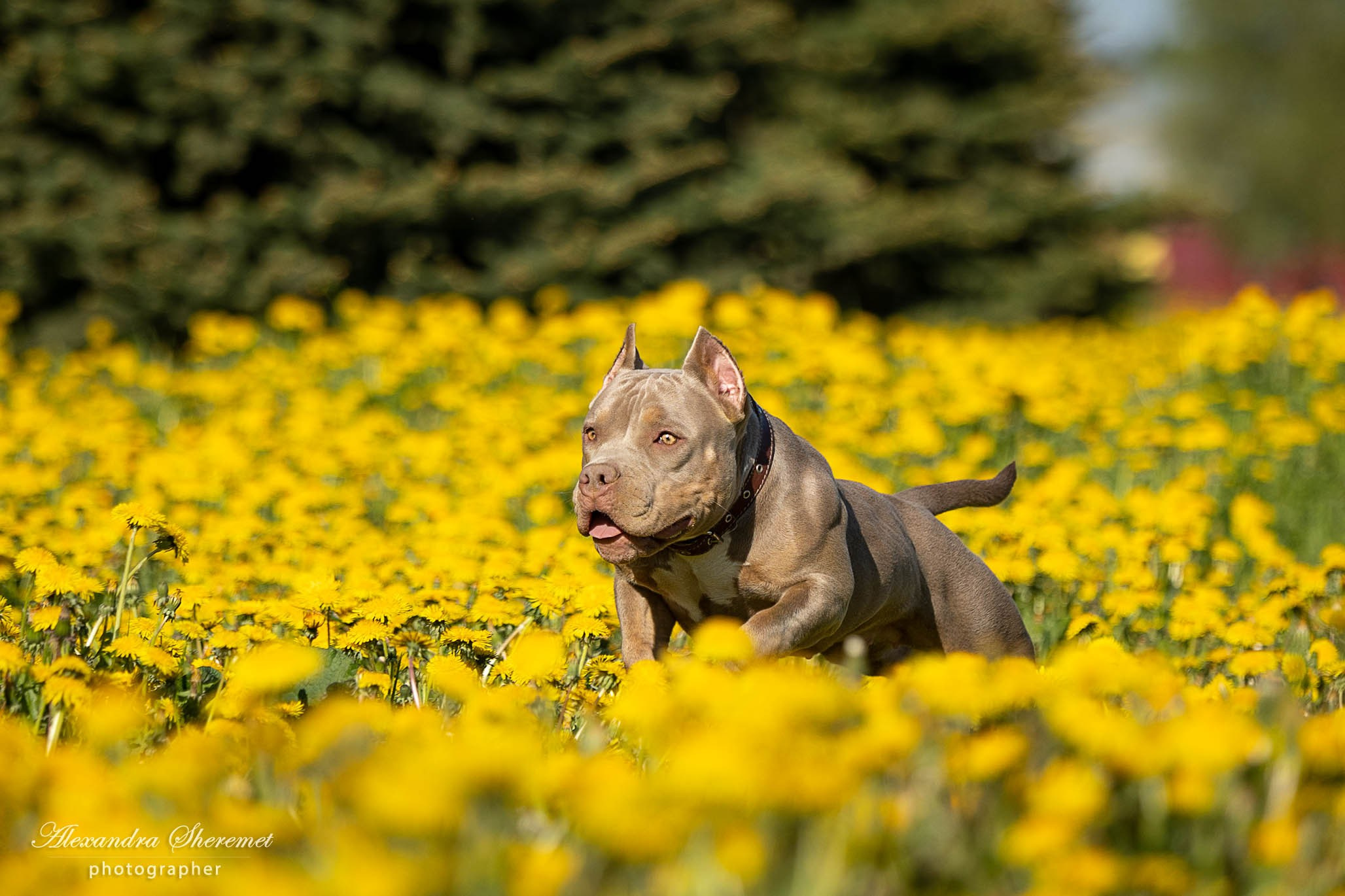 Булли. Фотограф-анималист Александра Шеремет