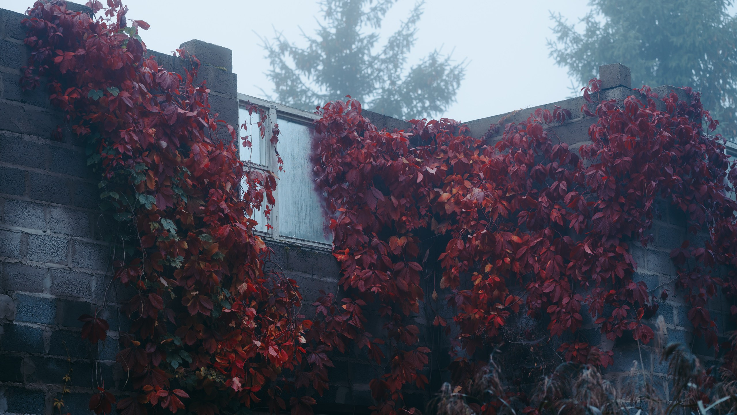 Туманное утро. Komonev