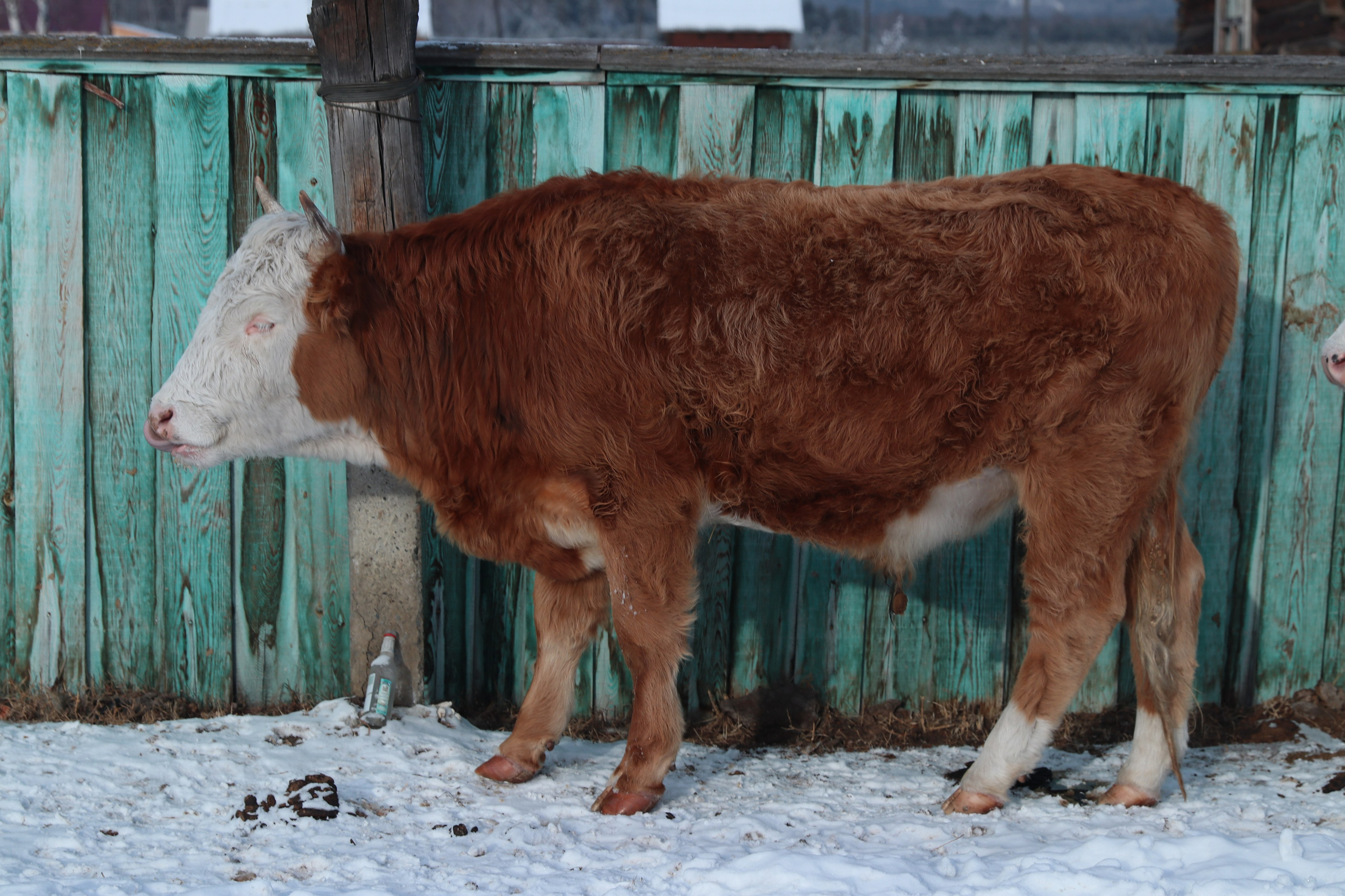 Аршан. Январь 2024. Путешественник-фотограф из Санкт-Петербурга Татьяна Свистулина