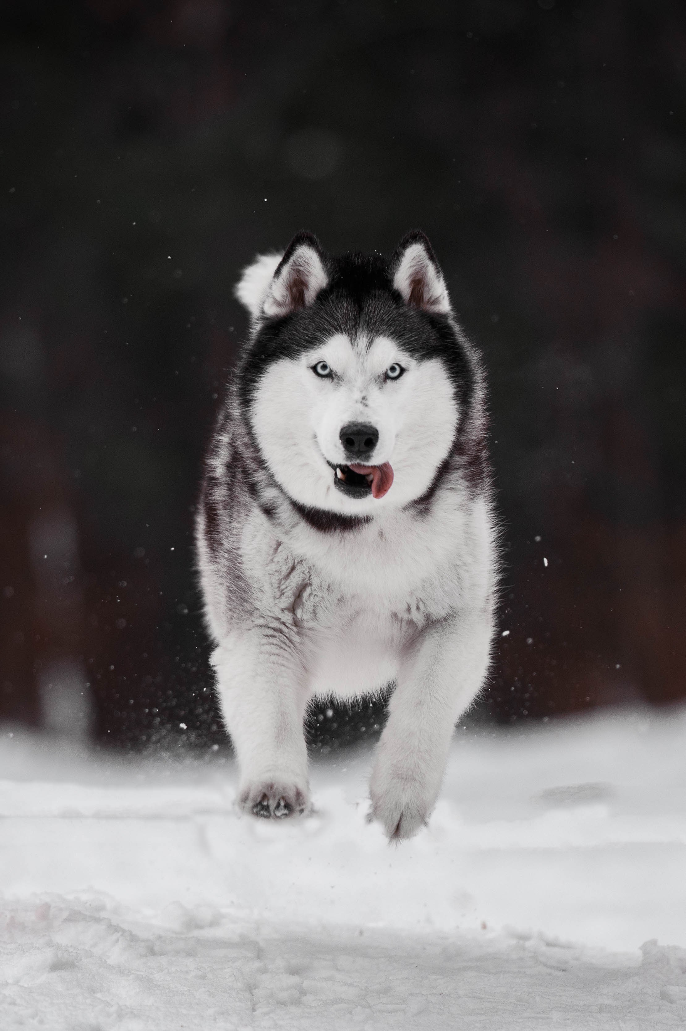 Шанель. Фотограф-анималист