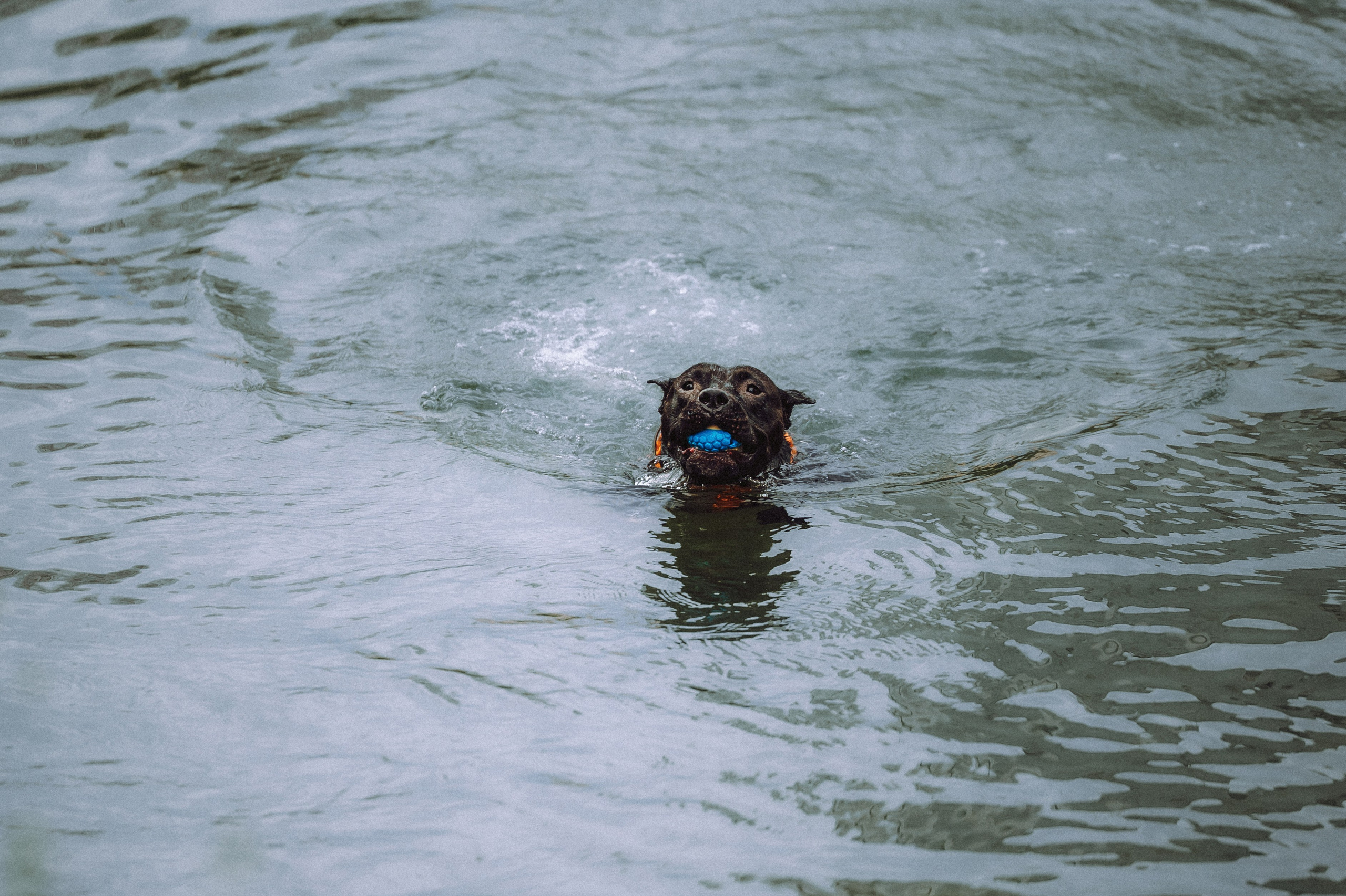 Паша, Хайди и Тея