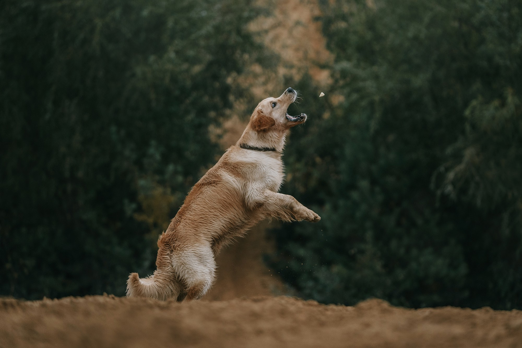 Питомец в кадре. Фотограф Анна Тюрина