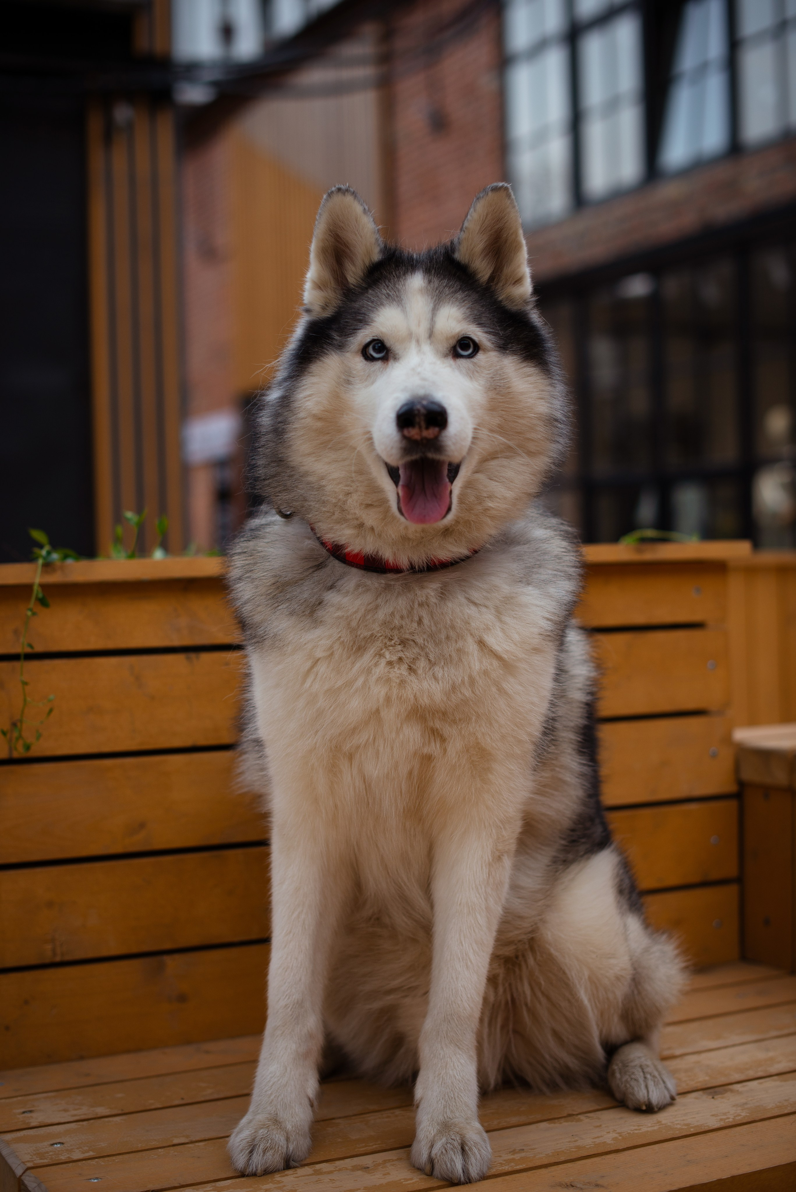 Прогулочная фотосессия Александр и Хан. Творческий фотограф Вологда