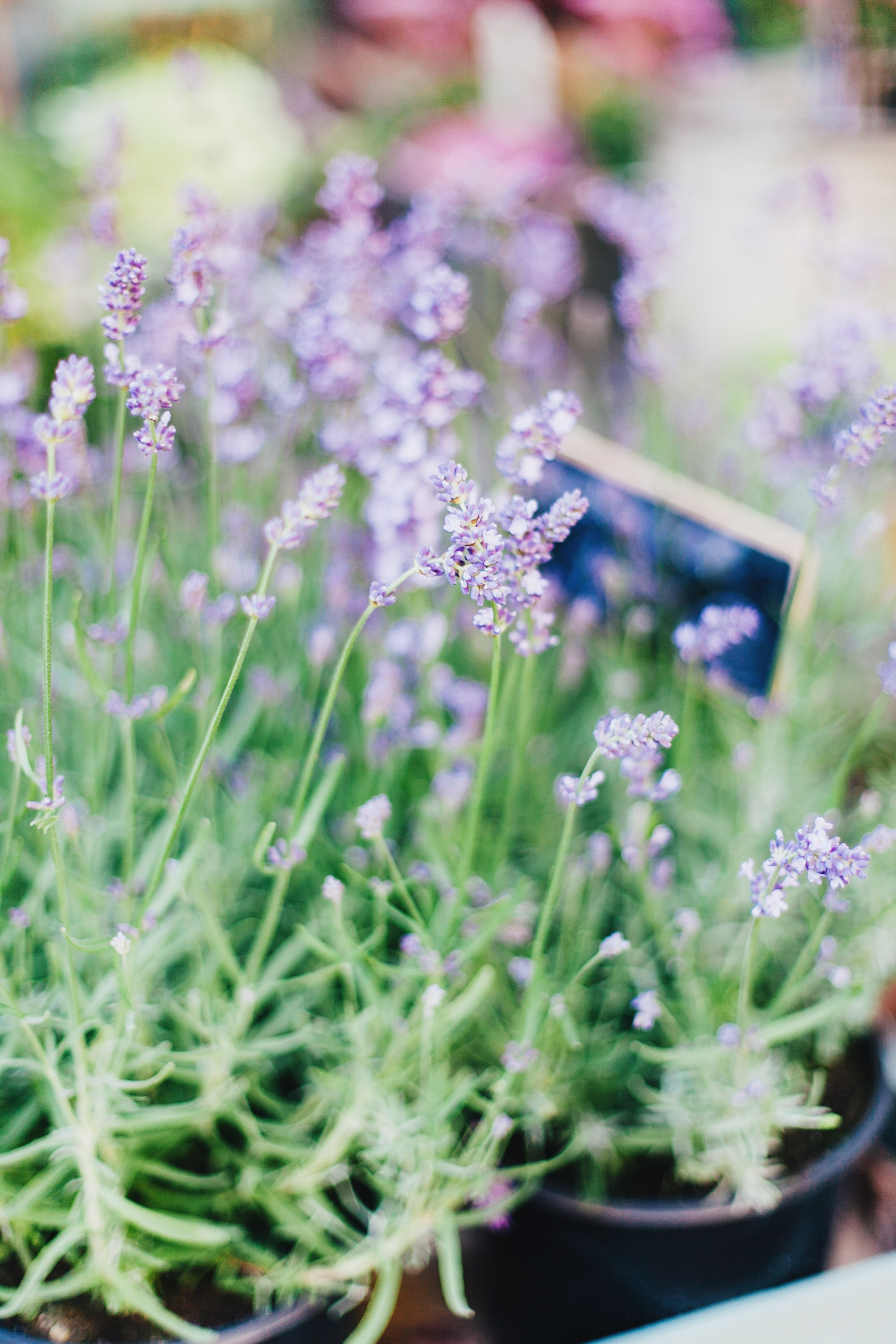 Берлин. Аня Степанова