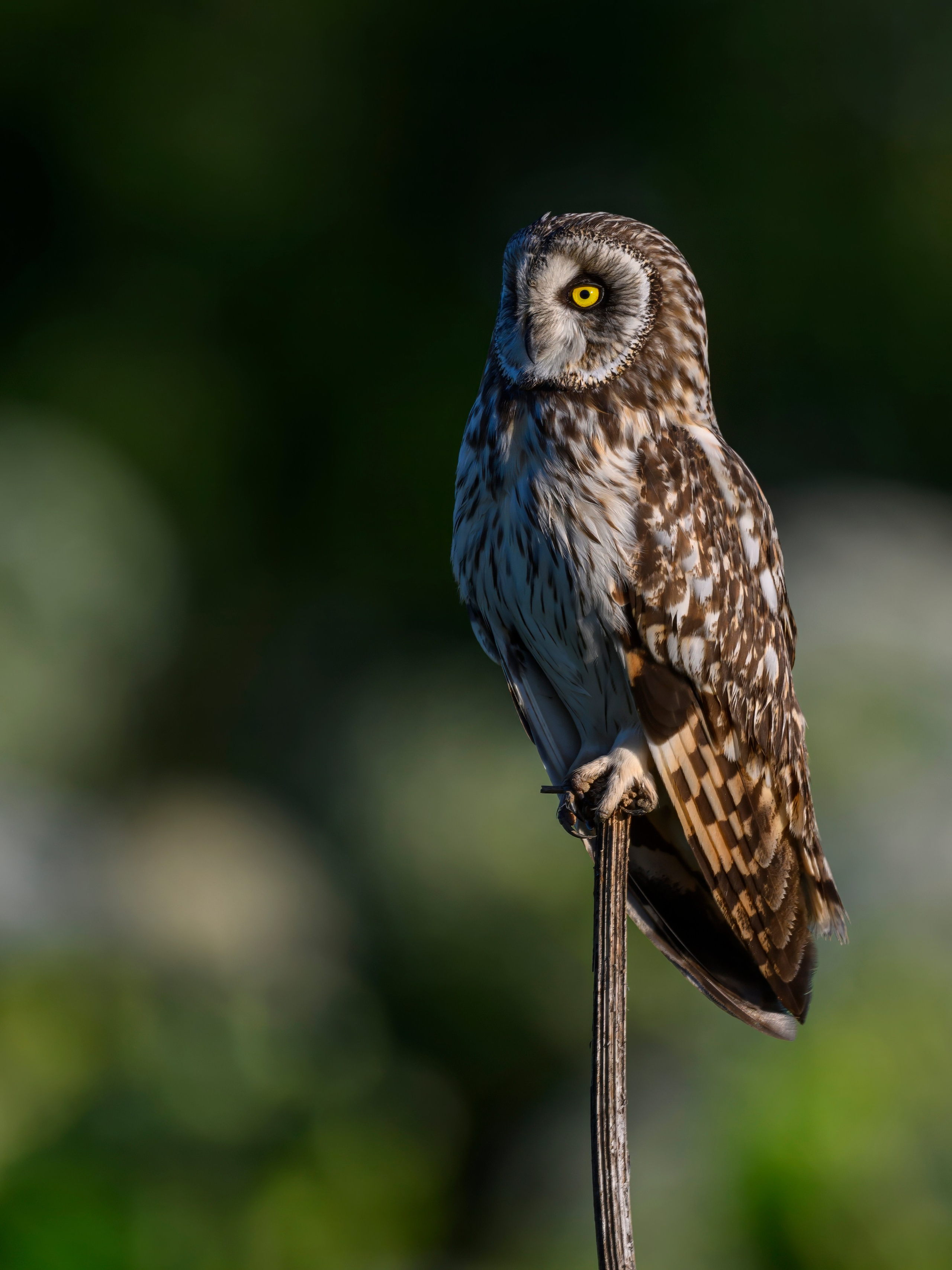 Совы и заяц. Фотограф Сергей Пупонин