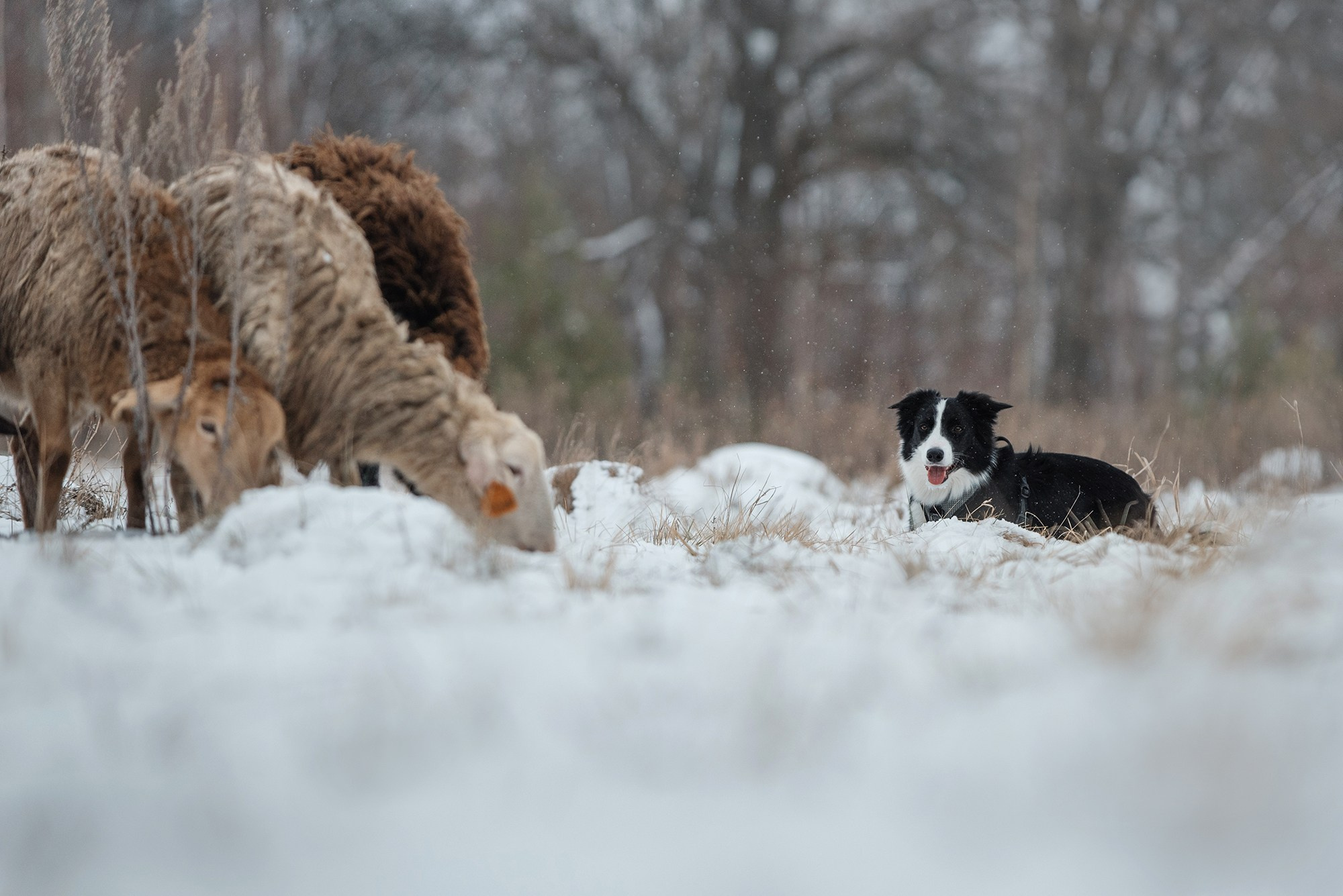 Пастьба. Фотограф Анна Тюрина
