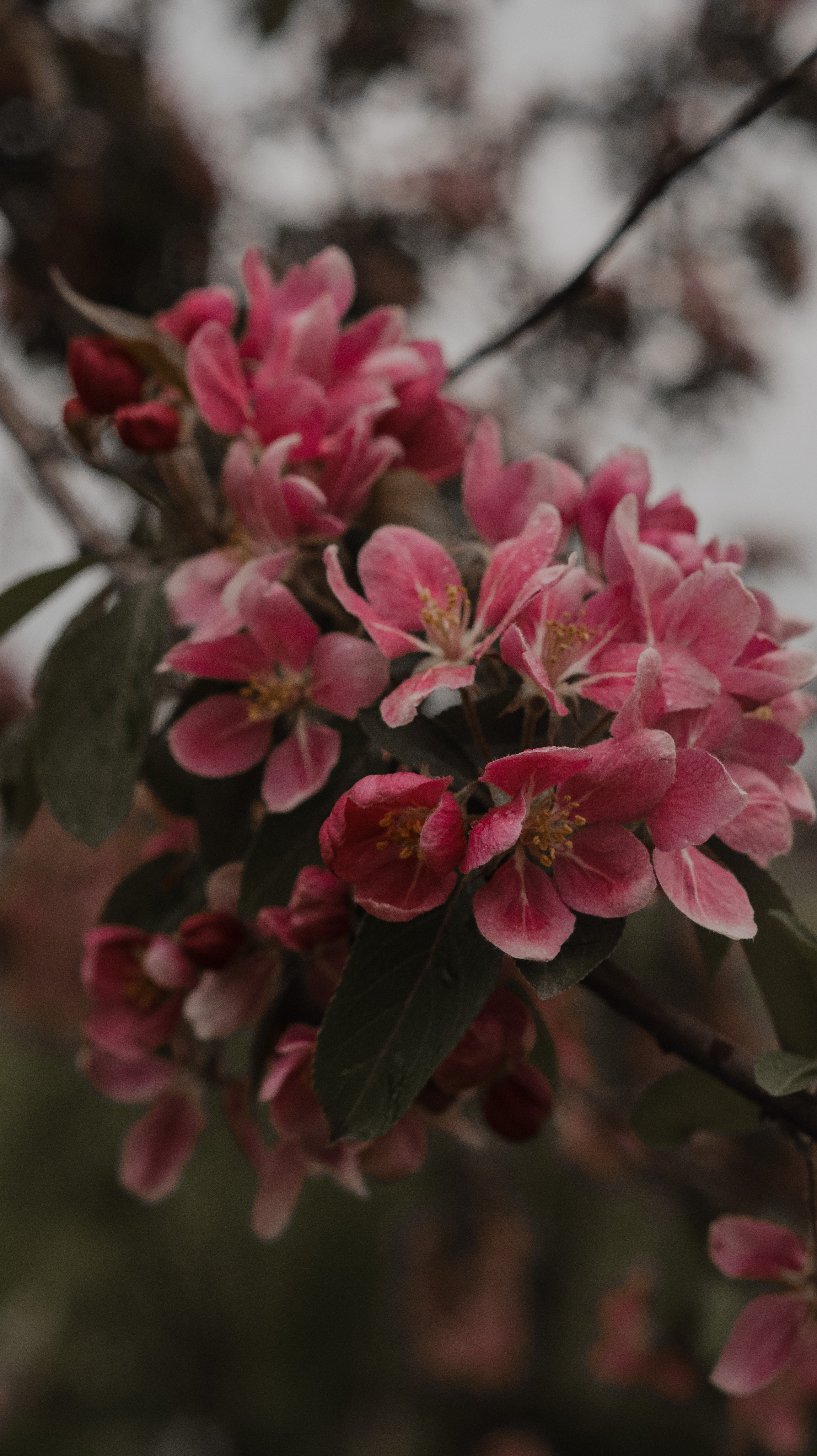 Цветение яблонь и вишни / Свадебная