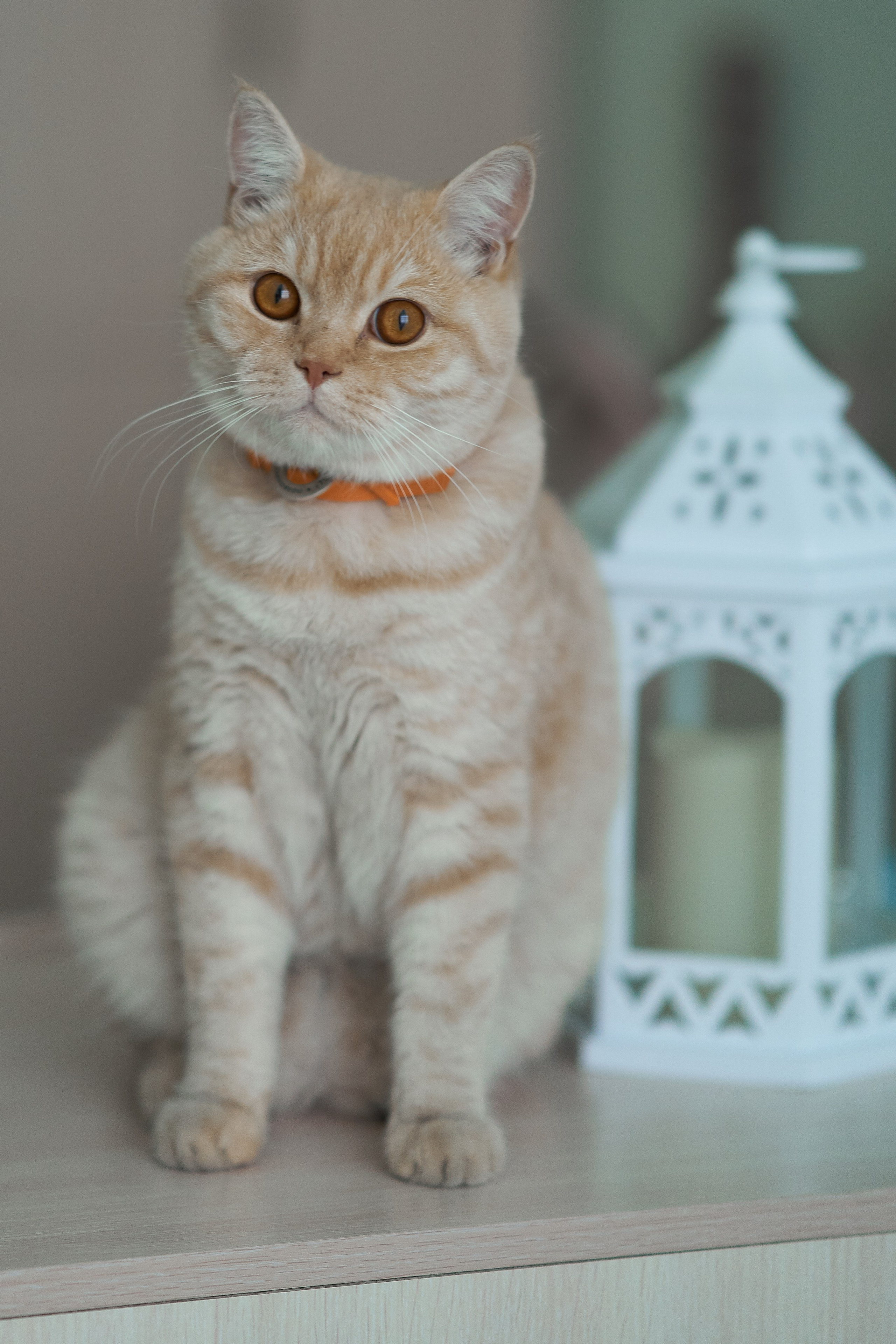 Фотосессия кота. Мужская фотосессия в СПб|Ирина Курманаева