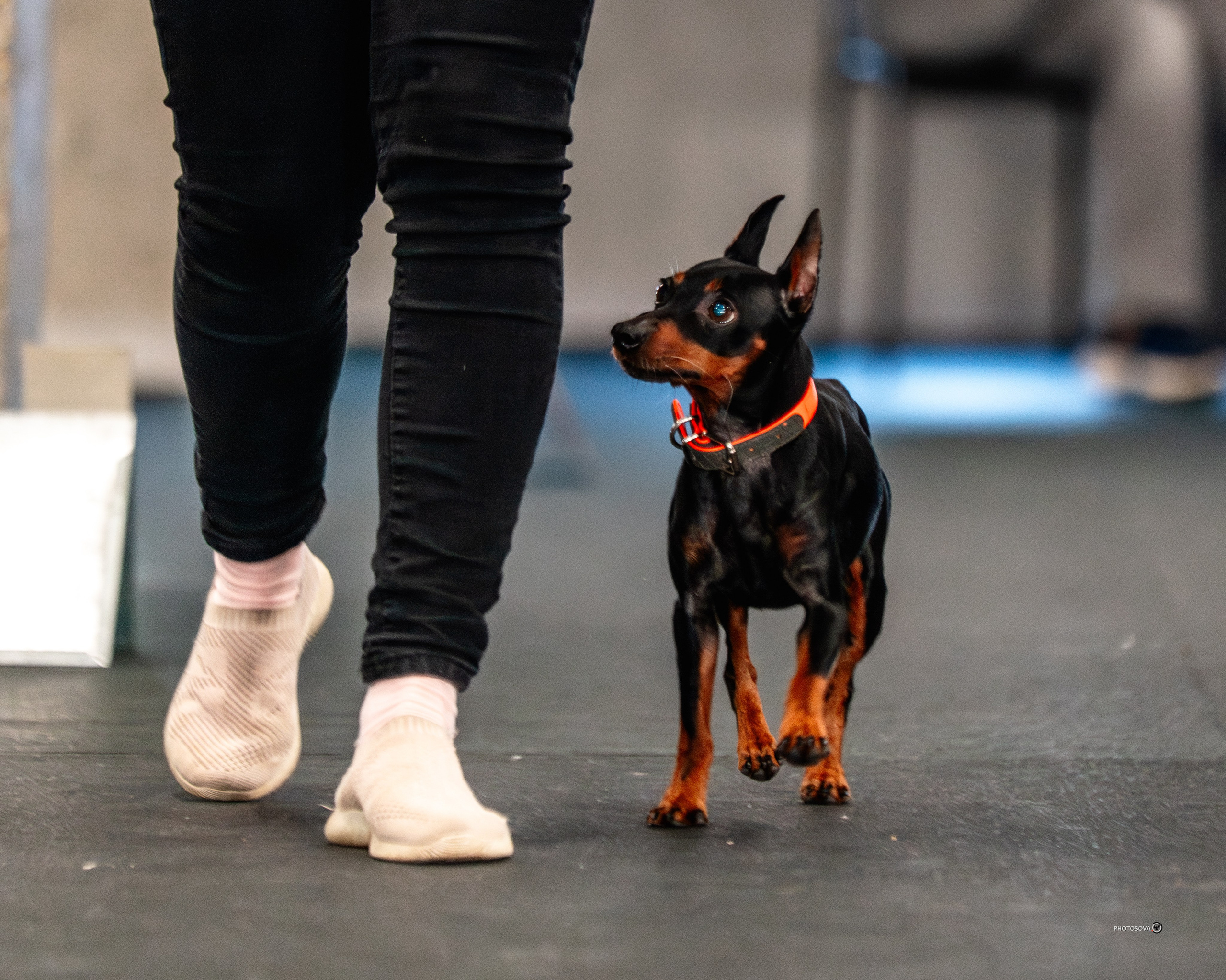 ТЫ И Я (соревнования по ралли-обидиенс). Фотограф-анималист, семейный фотограф в Москве и Подмосковье. Фотосъёмка кинологических дисциплин