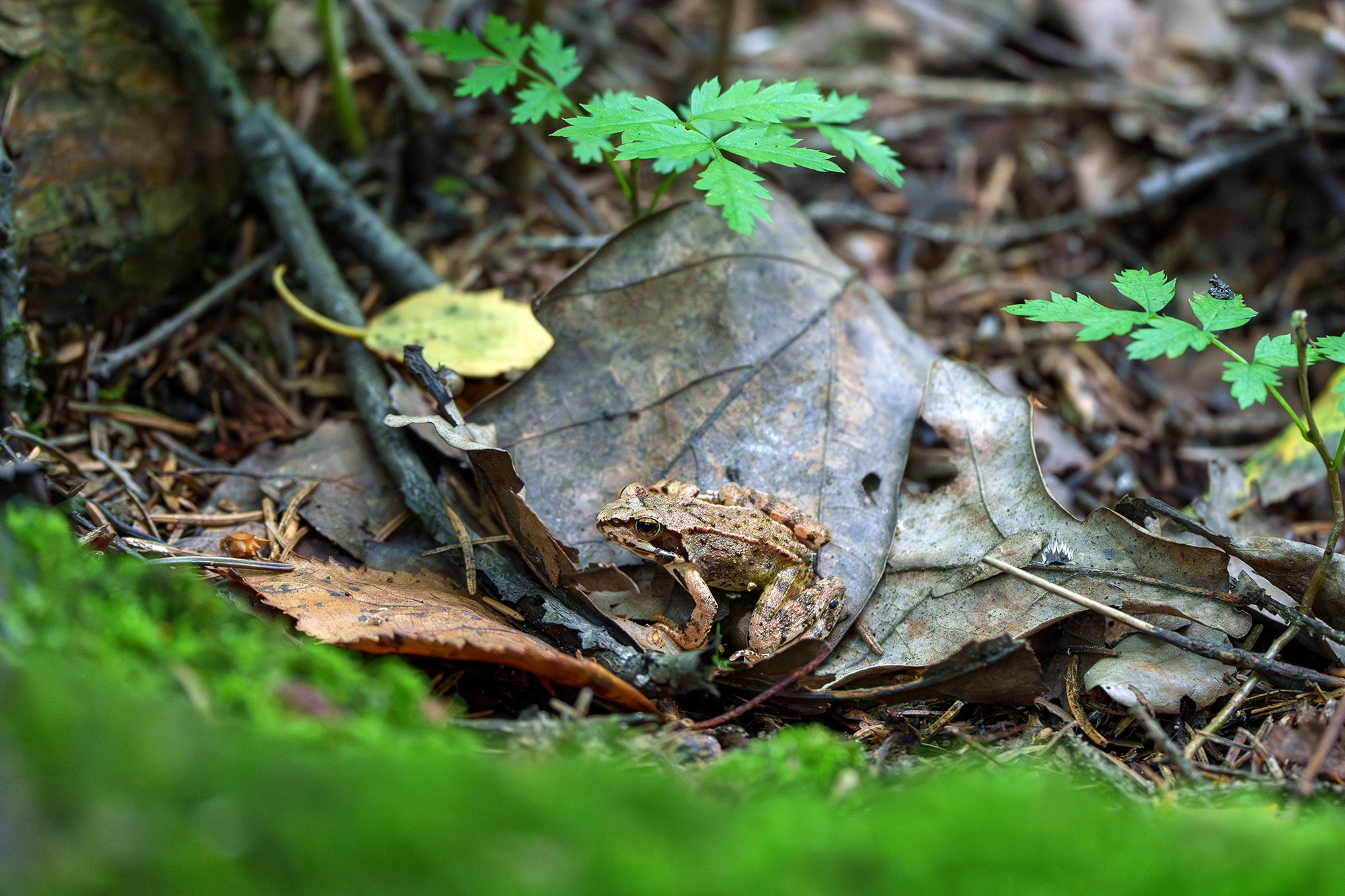 Животные. Ваш личный фотограф Марина Волкова