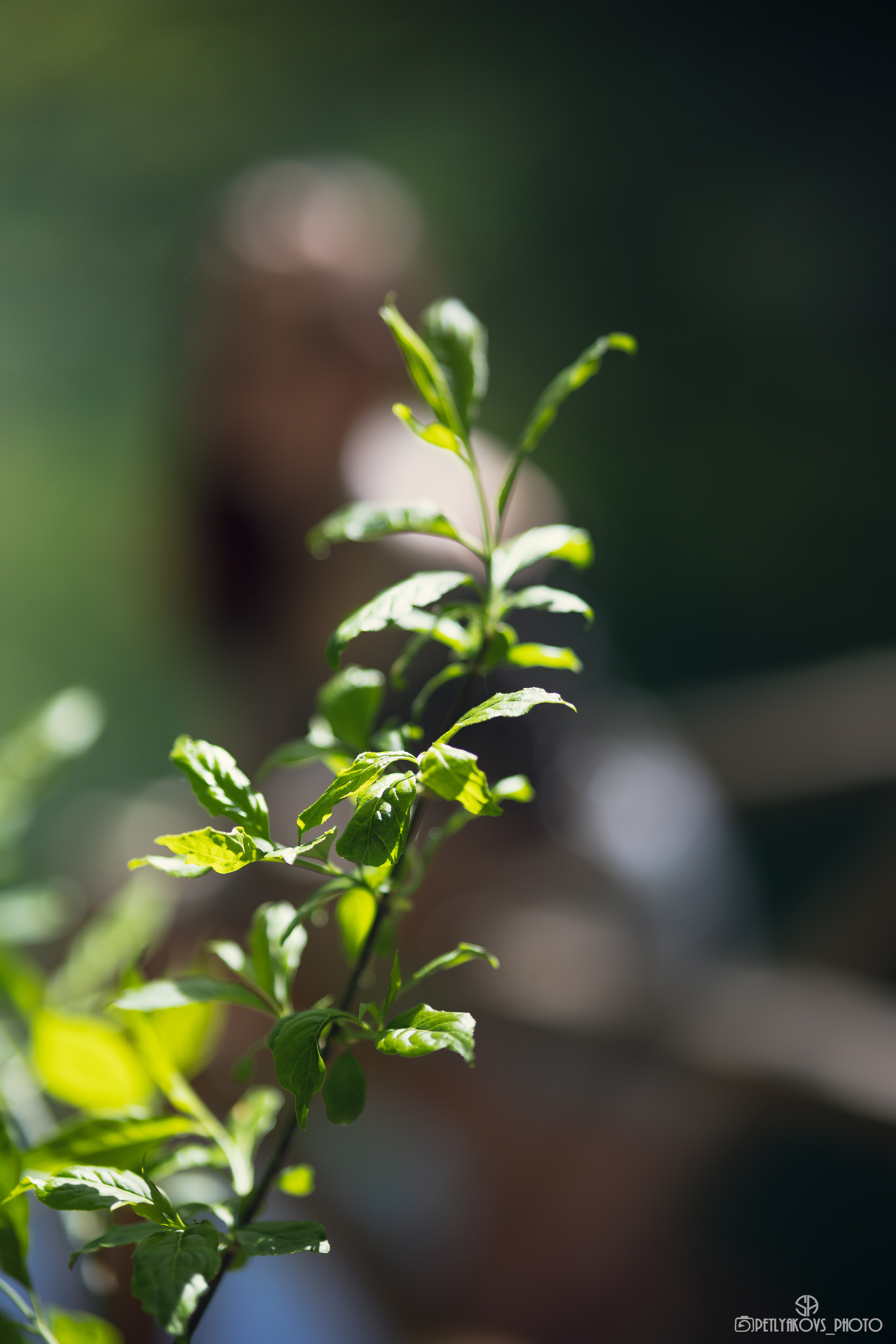 Фотосессия в горах Оксаны Пятигорск, Кисловодск, Ессентуки, Ставрополь. Фотограф, видеограф Пятигорск, Ставрополь, Ессентуки, Petlyakovs_photo