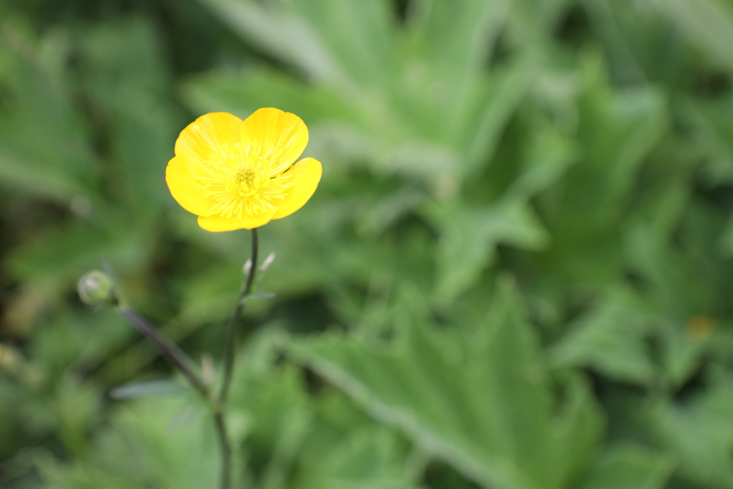 Северная Осетия июль 2025 год. Кармадон, Даргивз и Цей. Семейный детский фотограф Краснодарский край Оксана Колос