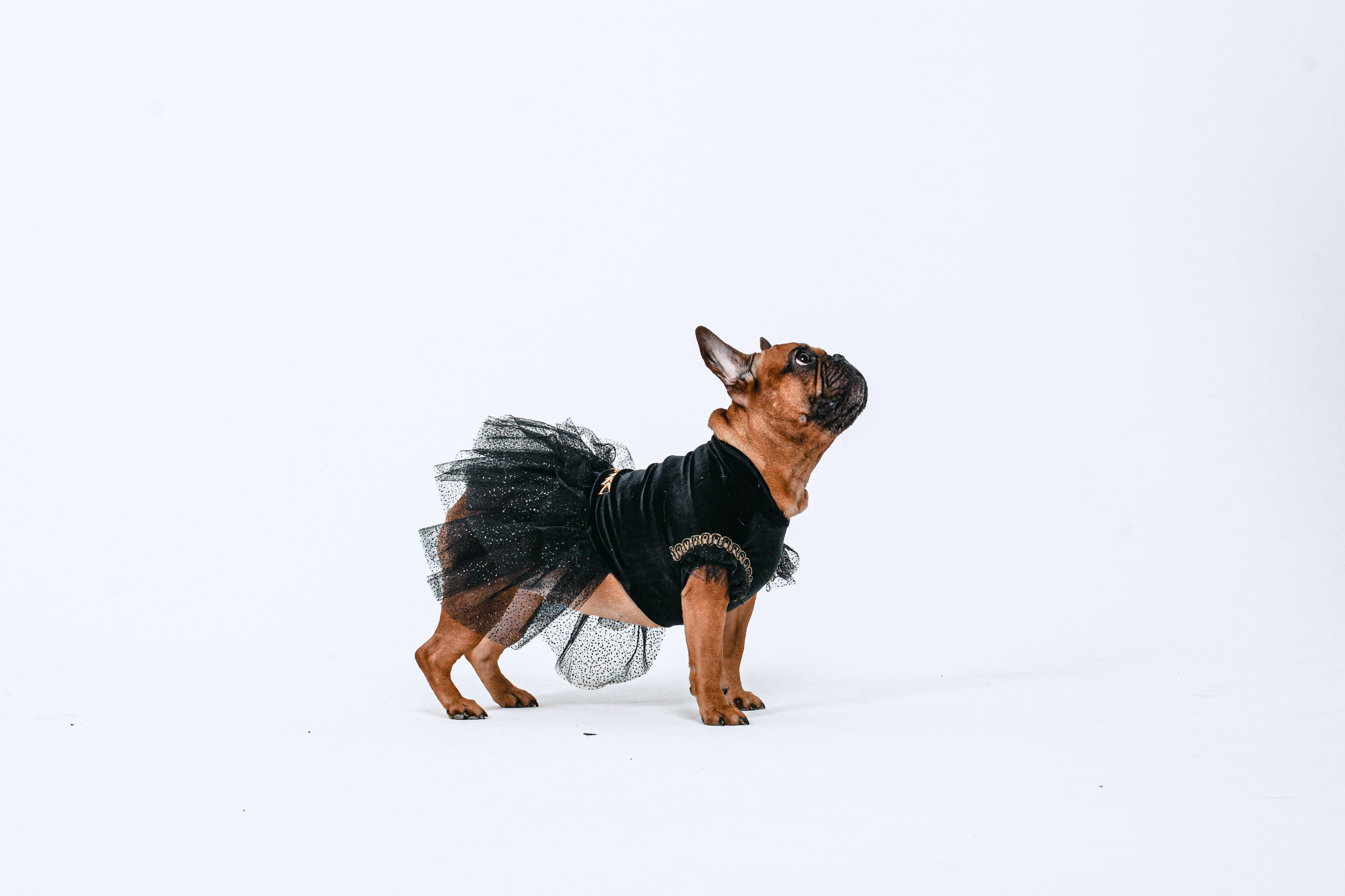 Пижамная вечеринка французских бульдогов и их хозяев. Фотограф-анималист Татьяна Степанова