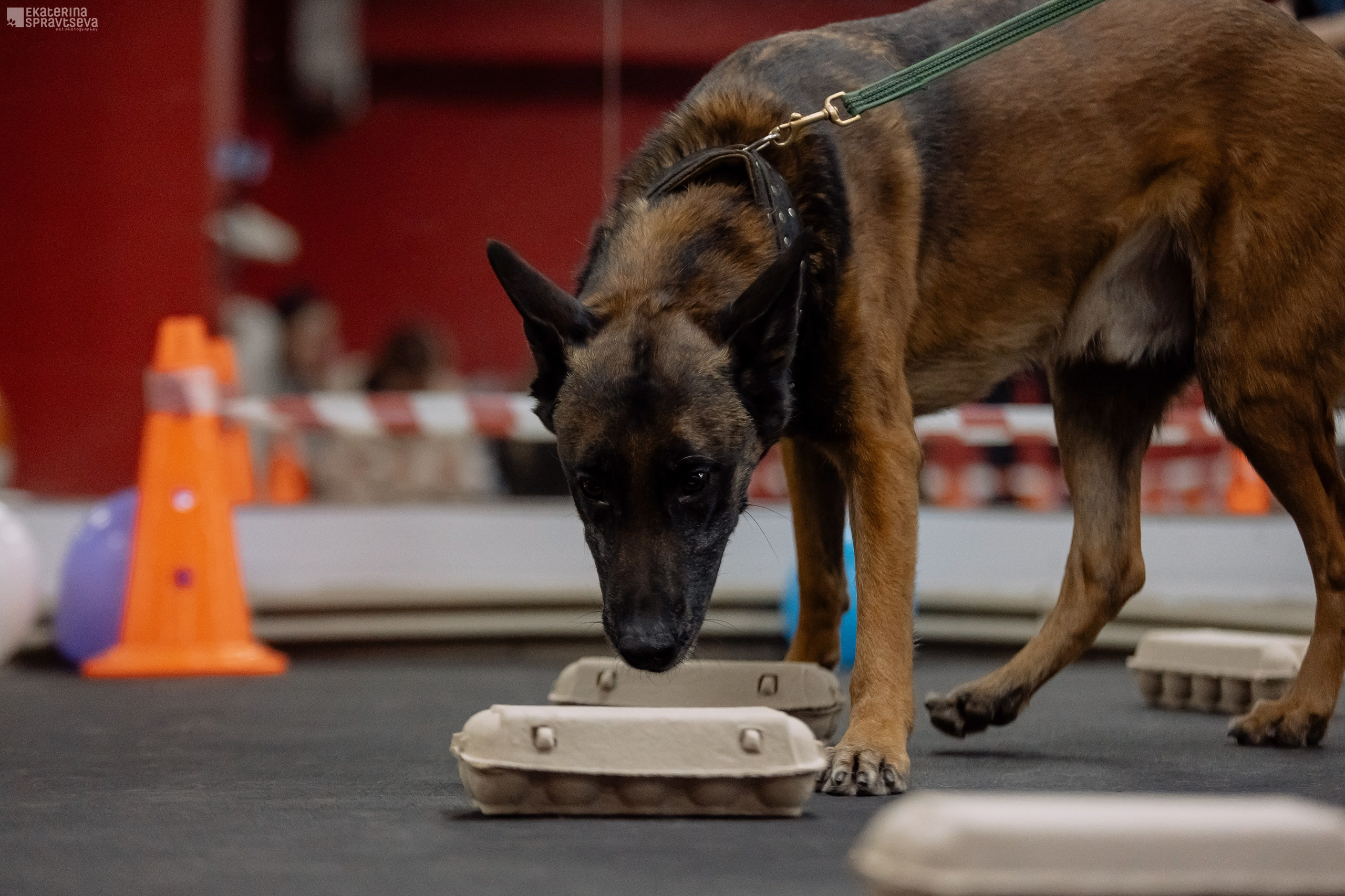 Праздник NoseWork. Фотограф Анималист Екатерина Справцева в Нижнем Новгороде