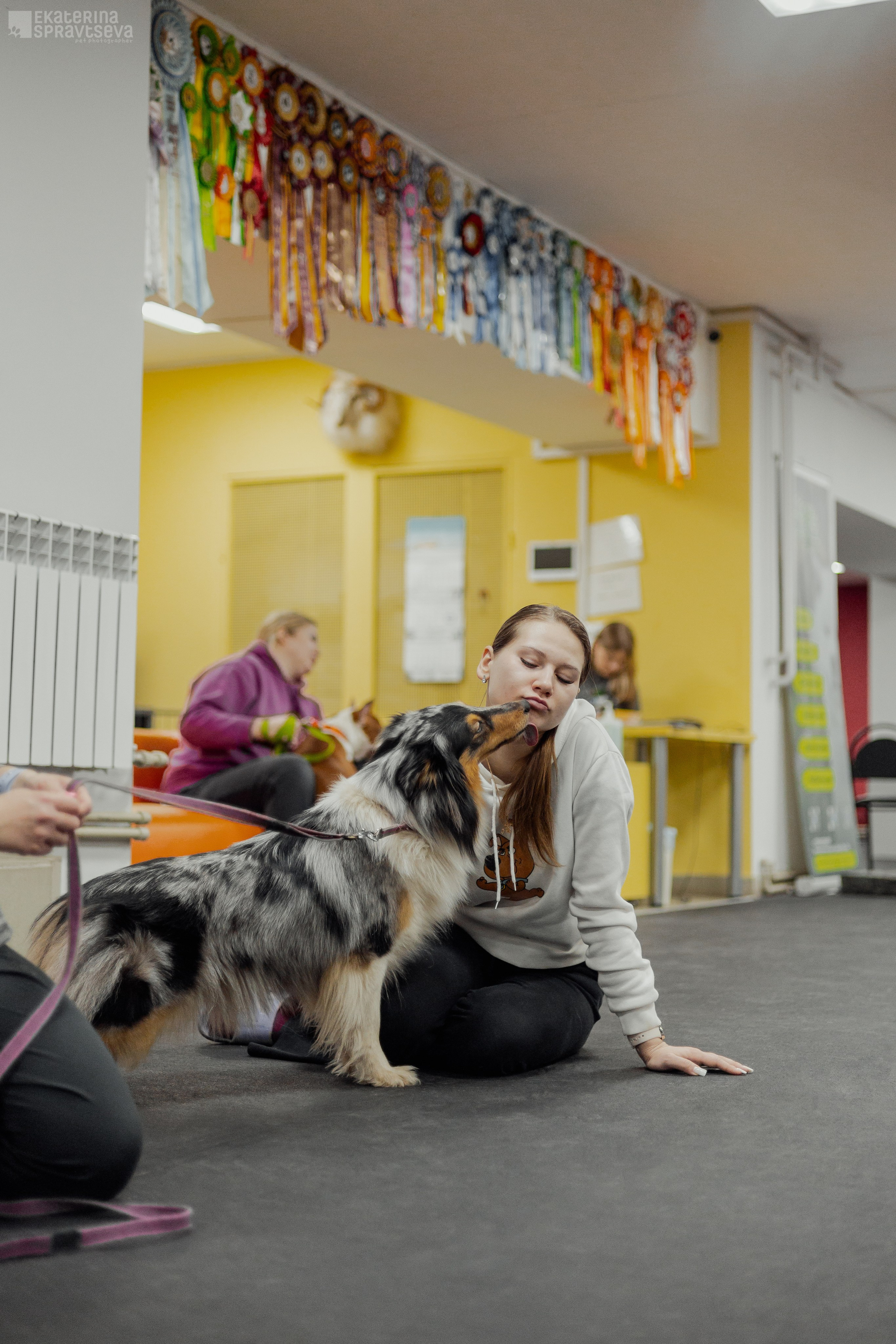 NoseWork. Фотограф Анималист Екатерина Справцева в Нижнем Новгороде