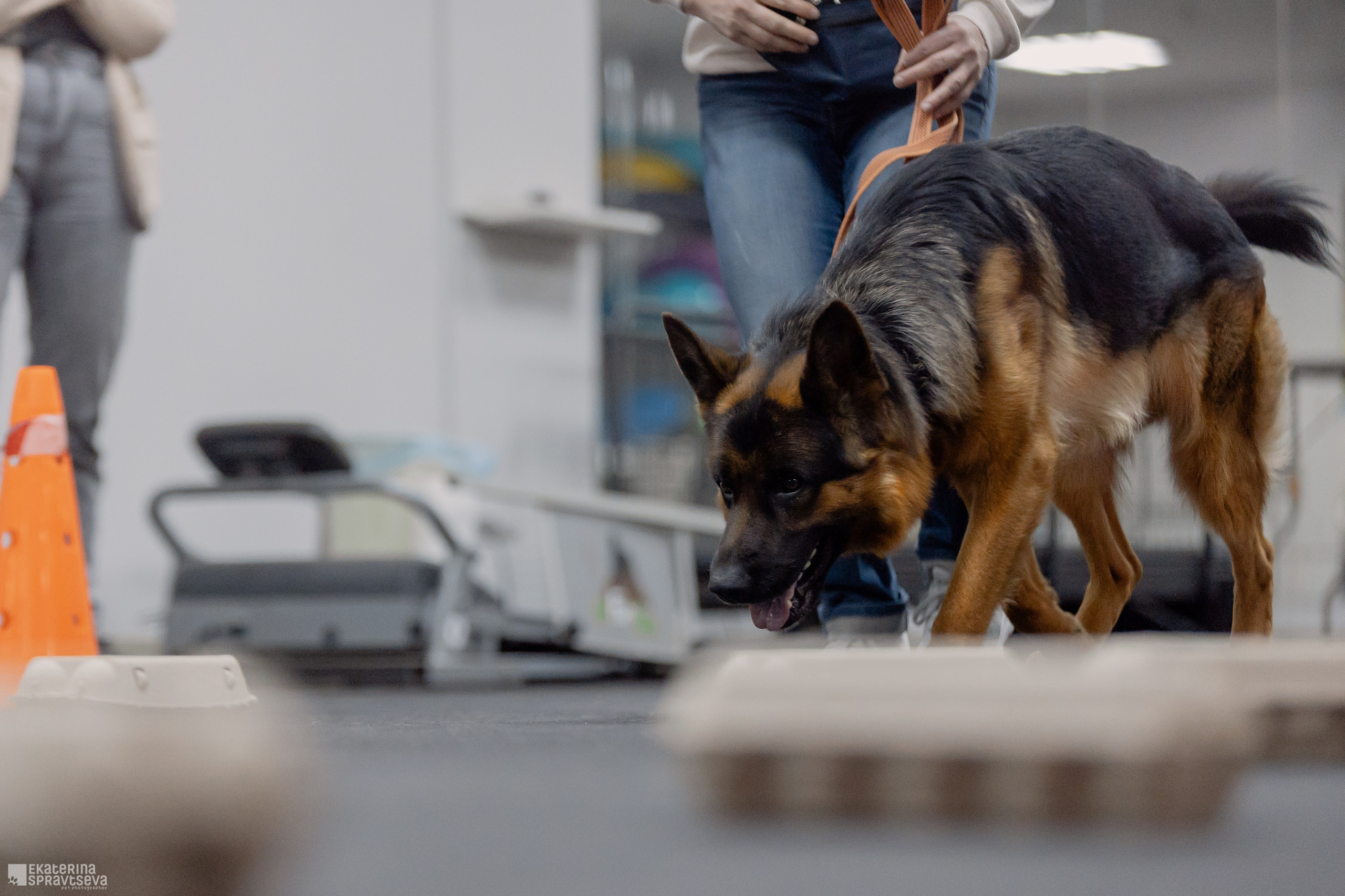 Праздник NoseWork. Фотограф Анималист Екатерина Справцева в Нижнем Новгороде