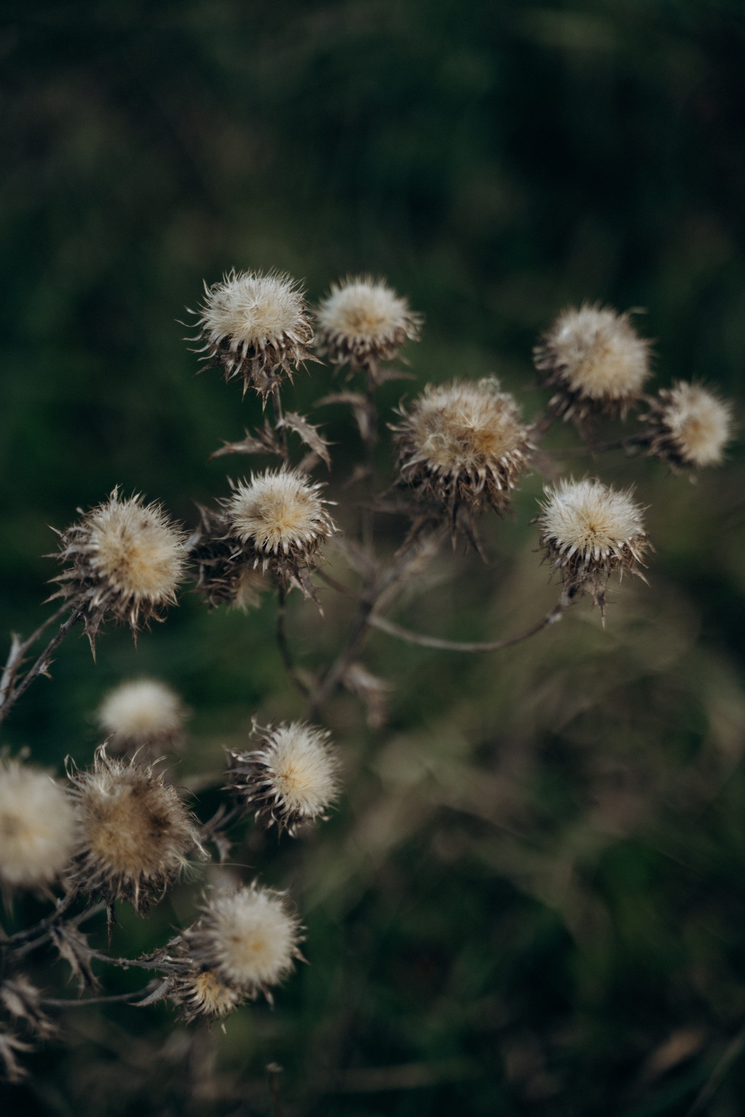 Татьяна. Мария Кобзева, фотограф в Ялте, Крым