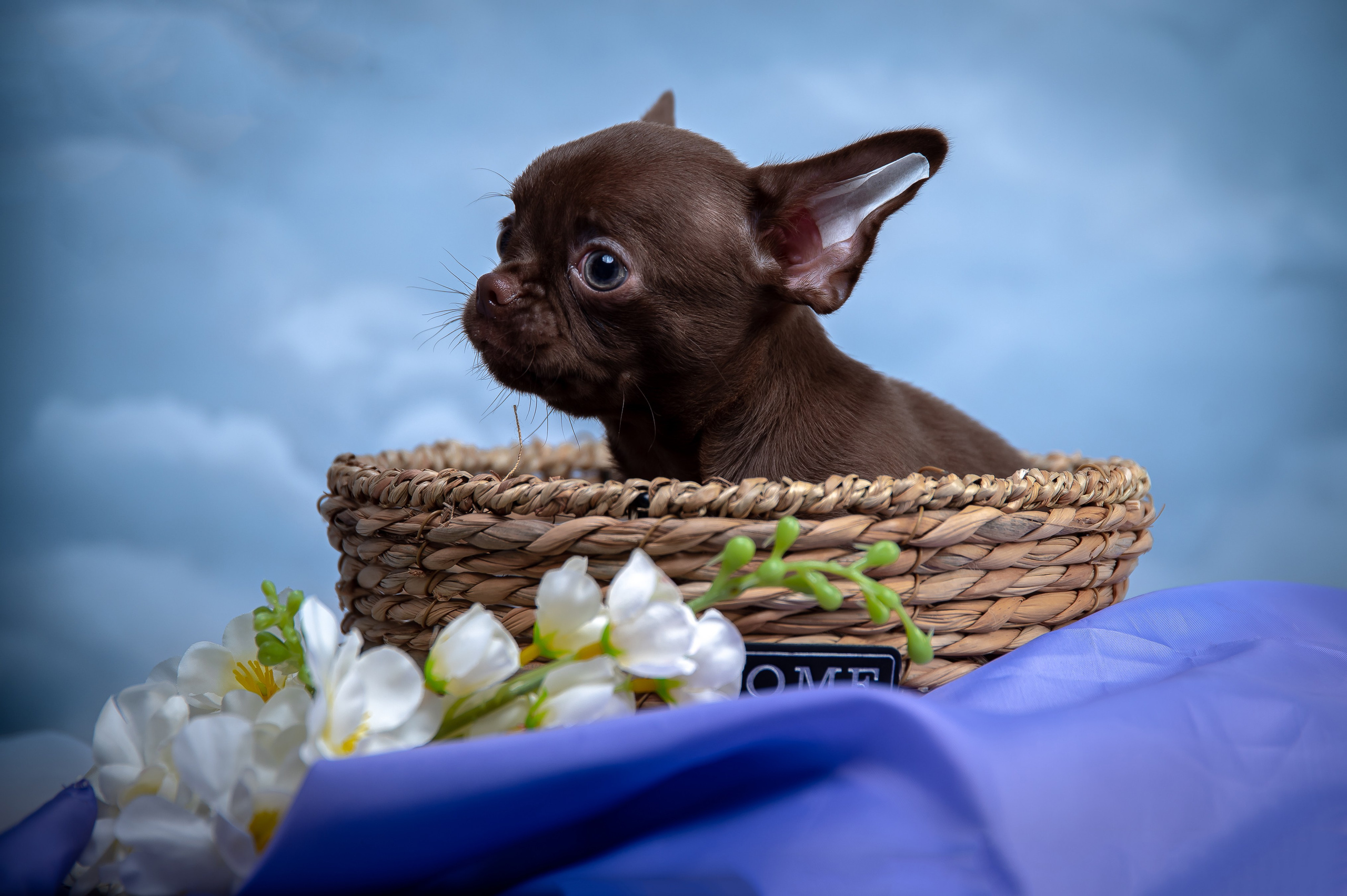 Щенки. Фотограф-анималист в Санкт-Петербурге Анастасия Иванова