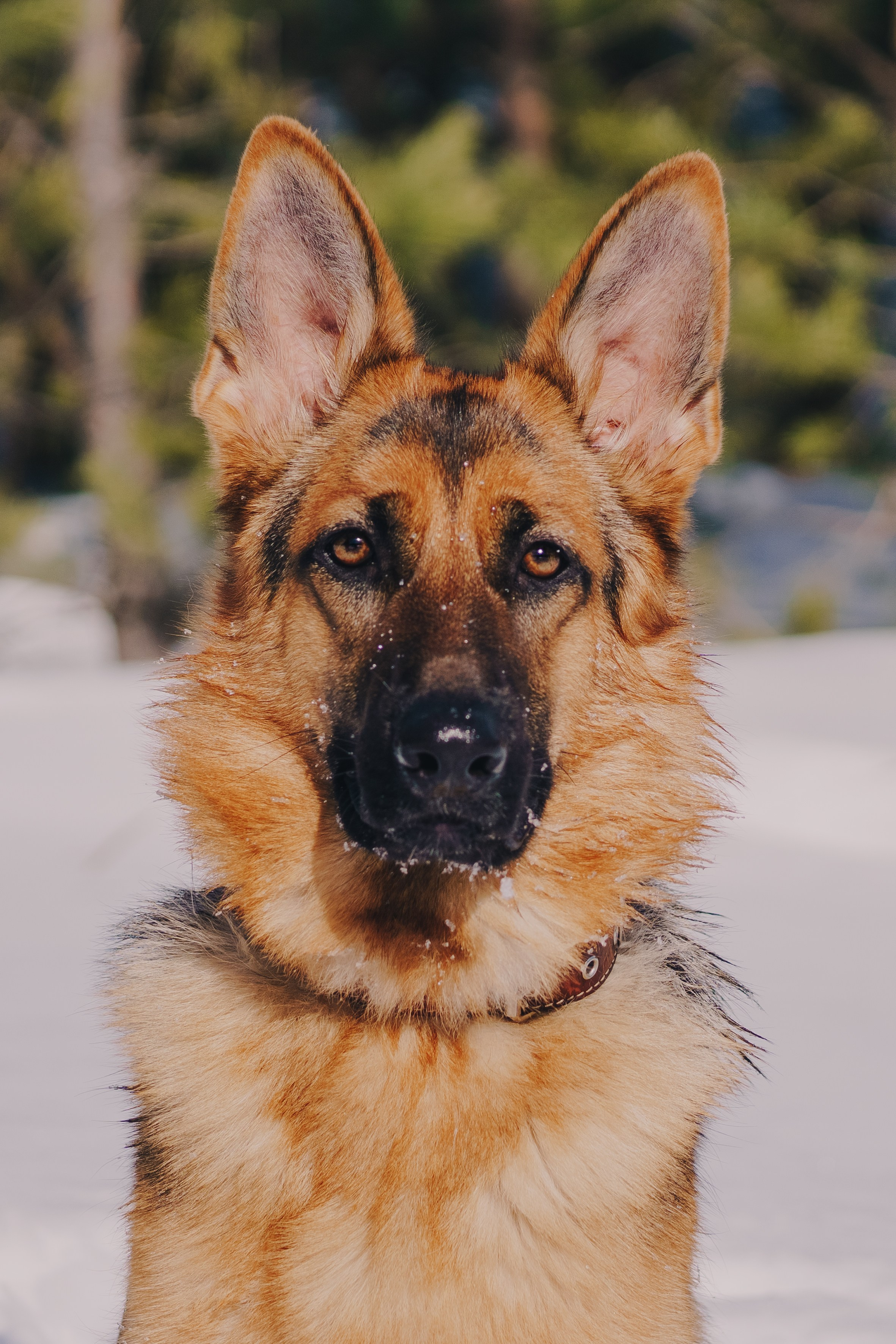 Life with dog. Saamill