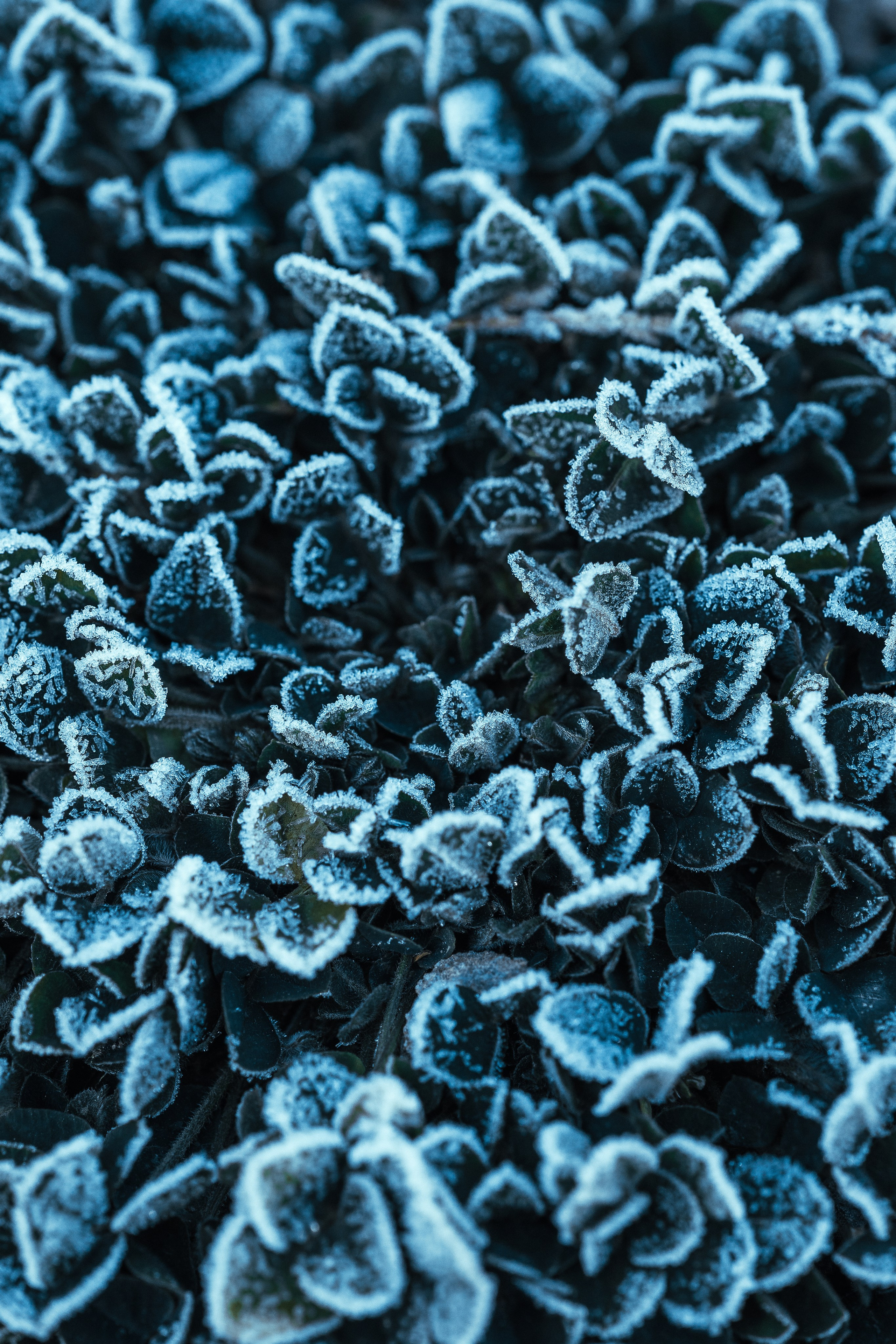 Frozen Nature. Oleg Kozachok — Photographer with Protanopia | Portraits, Texture & Light