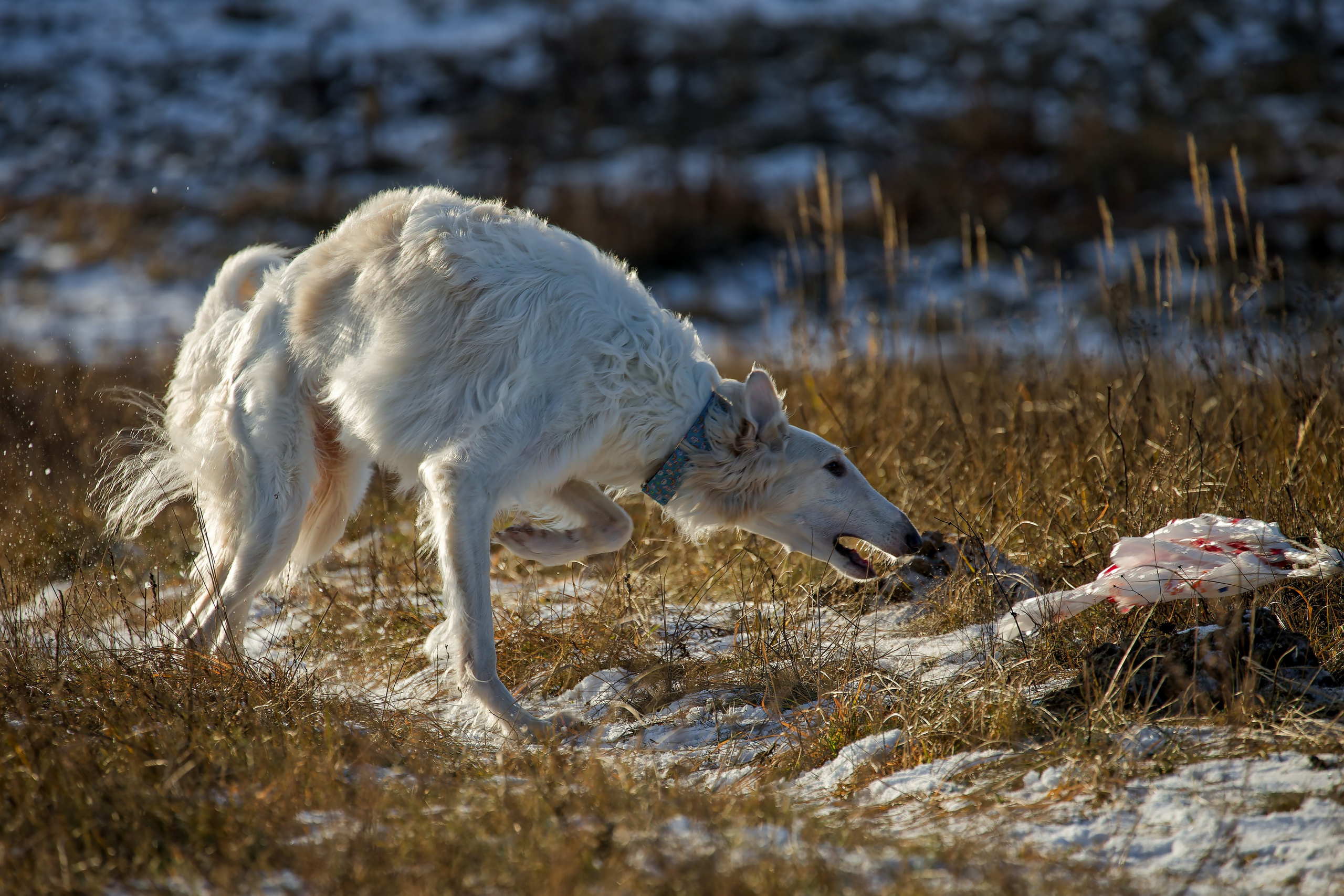 Собаки в движении. Irenephoto.ru