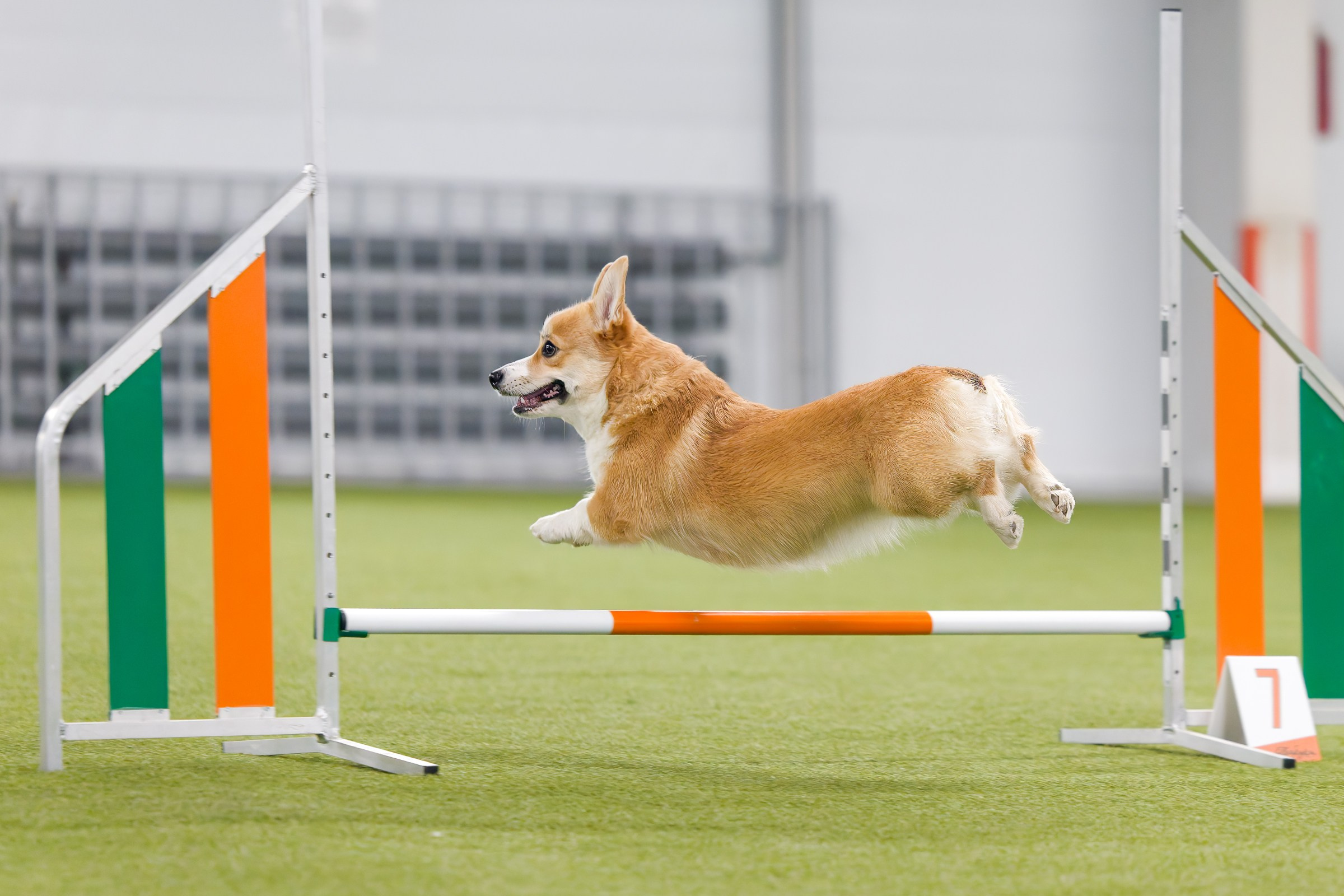 День рождения Пёсбурга — февраль 2025. Irenephoto.ru