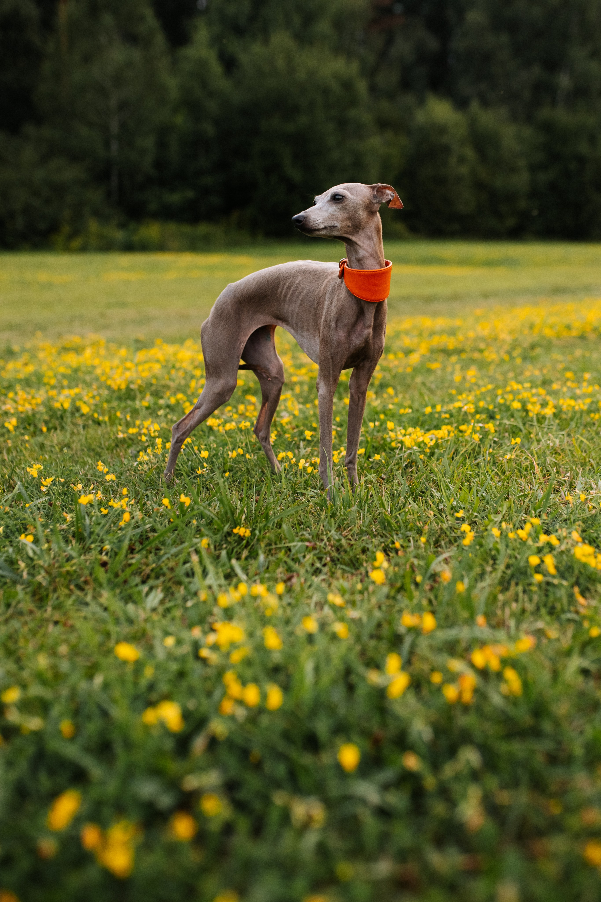 Хвост, смех и лучшие подруги. Фотограф анималист в Москве Ольга Агушева