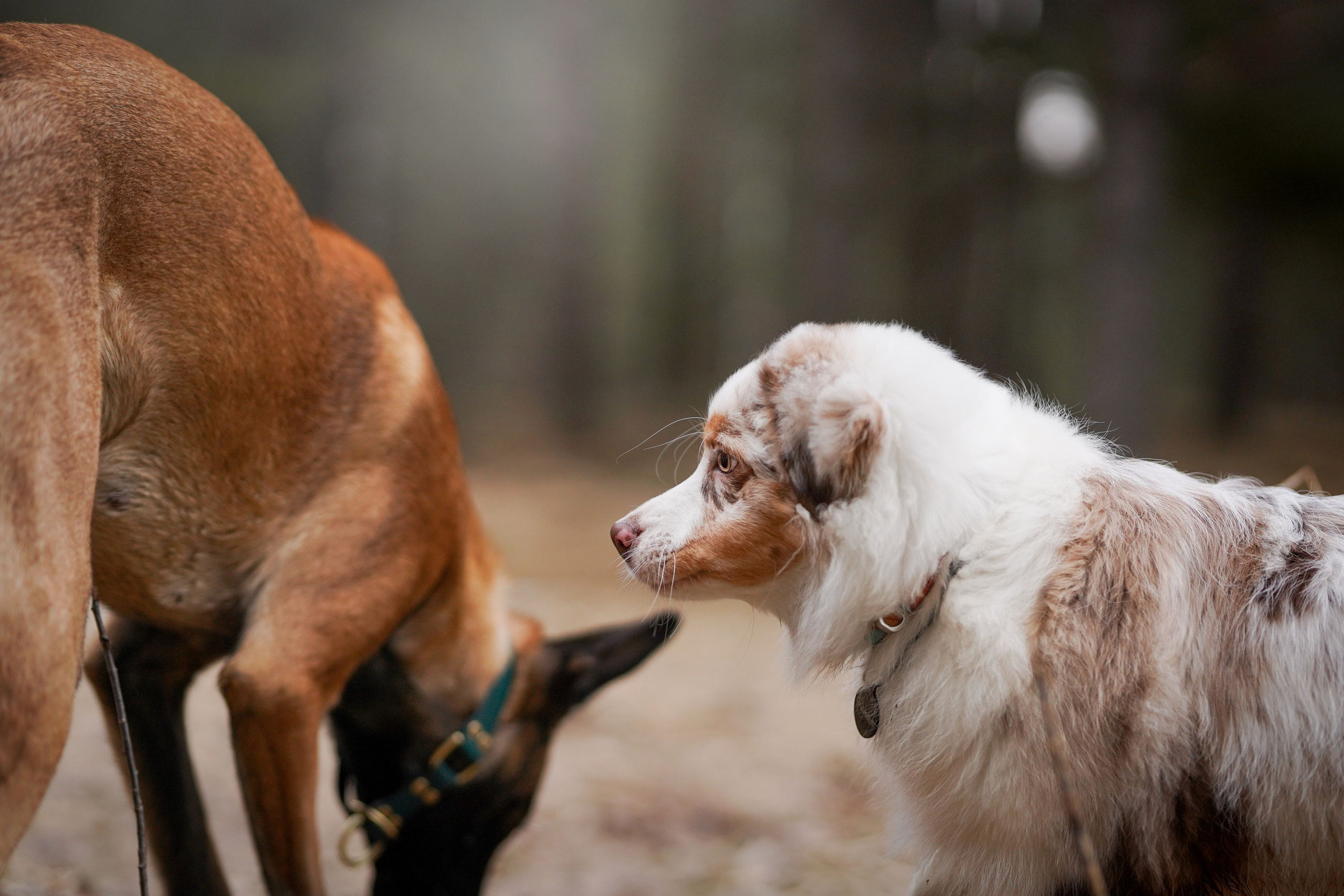 Панда и Эста. Фотограф-анималист в Санкт-Петербурге Яна Мартынова