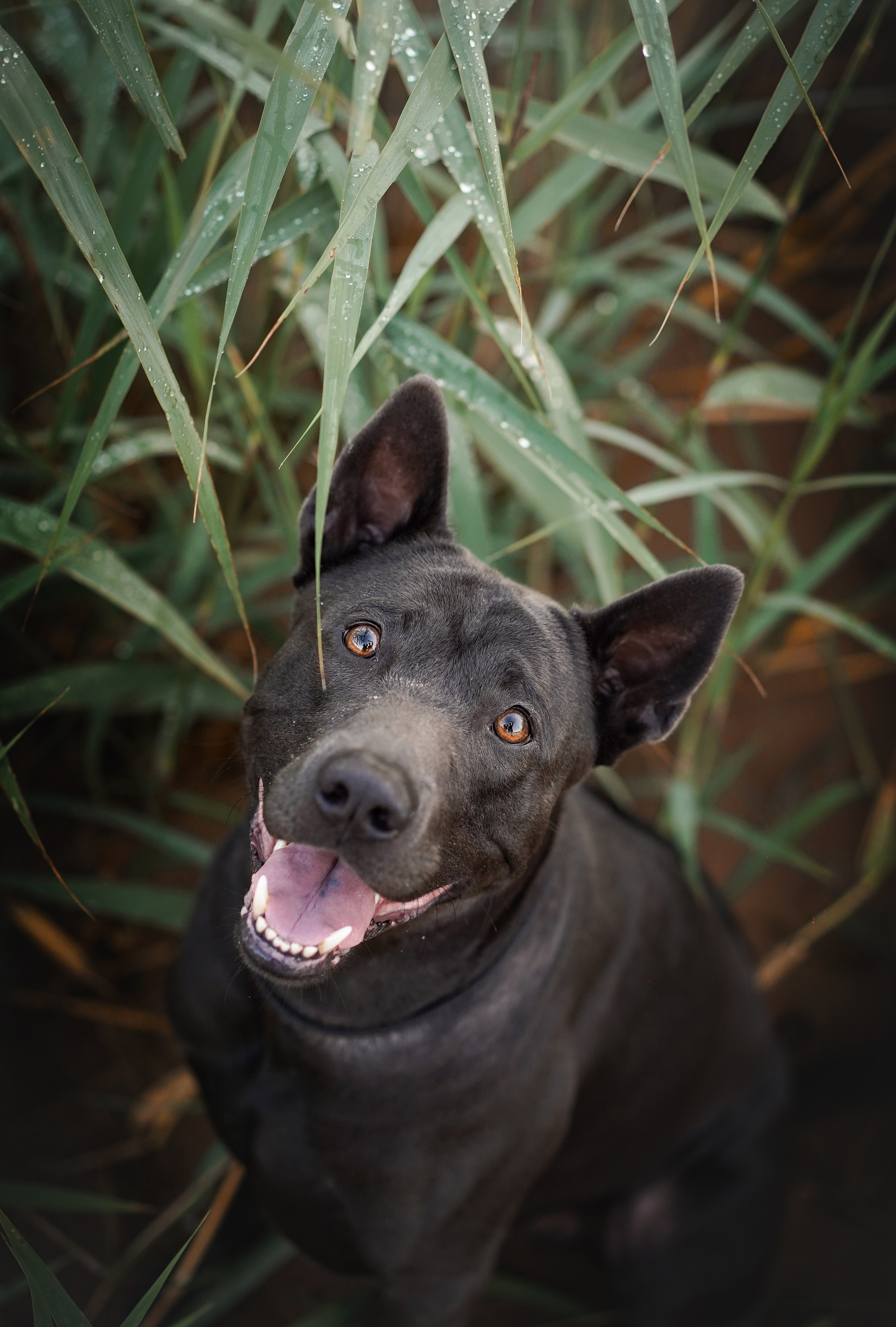 Вероника и Адам. Фотограф-анималист в Санкт-Петербурге Яна Мартынова