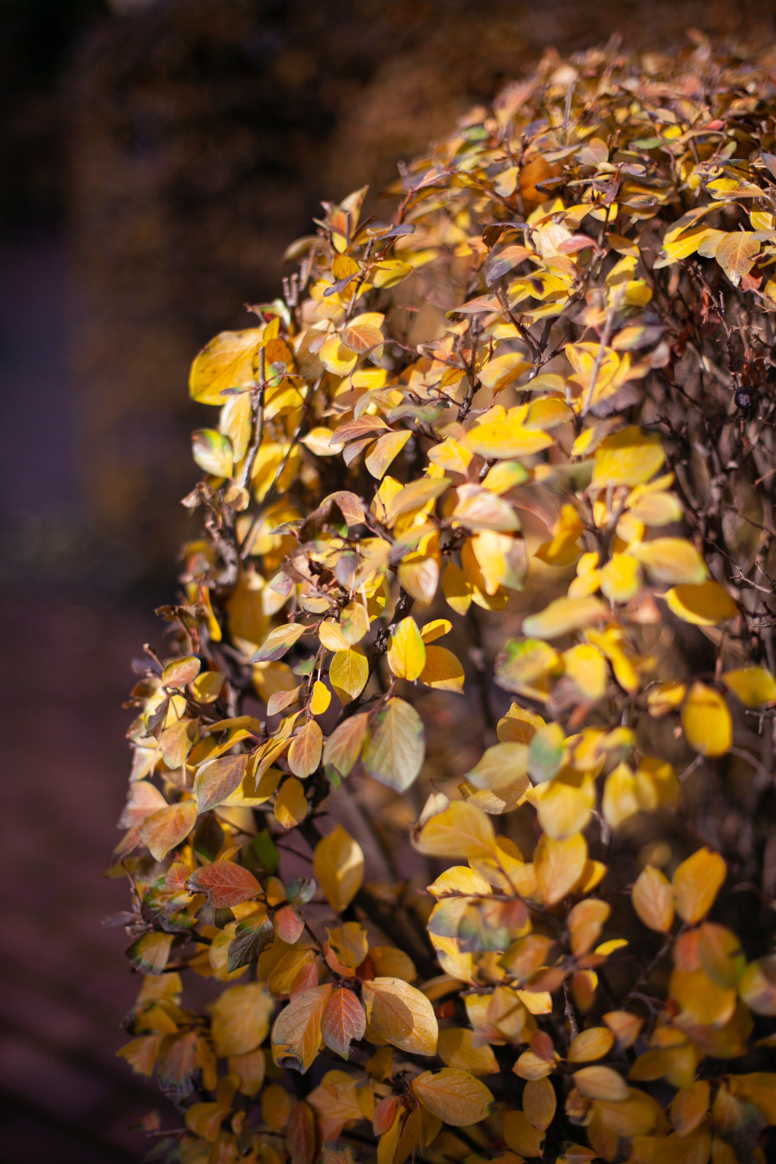Сады Мечты. Контент для сайта. Фотограф Дарья Локотко в Красноярске