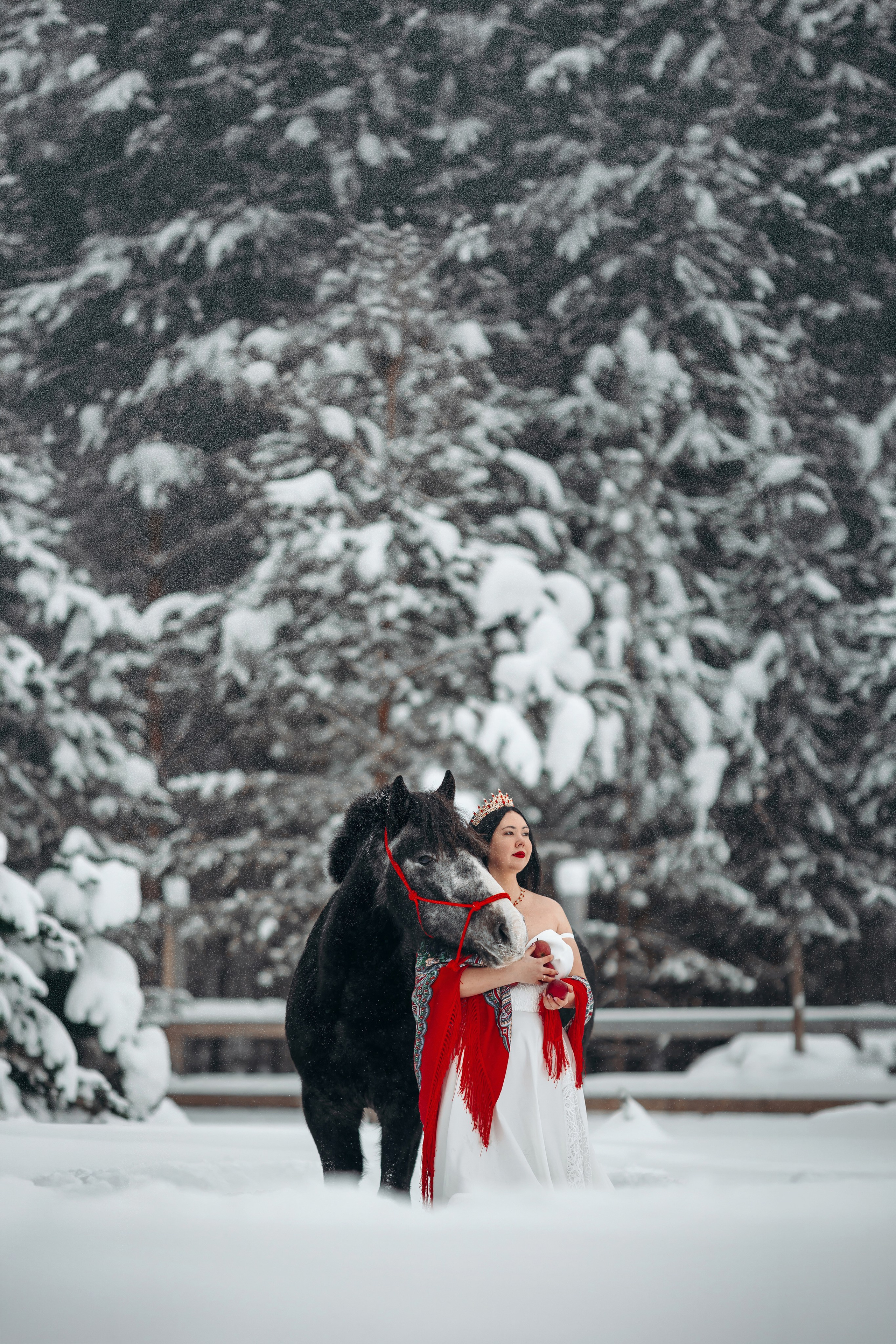 Яблоки на снегу. Анна Молчанова конный фотограф в Тюмени | фотосессии с лошадьми Тюмень