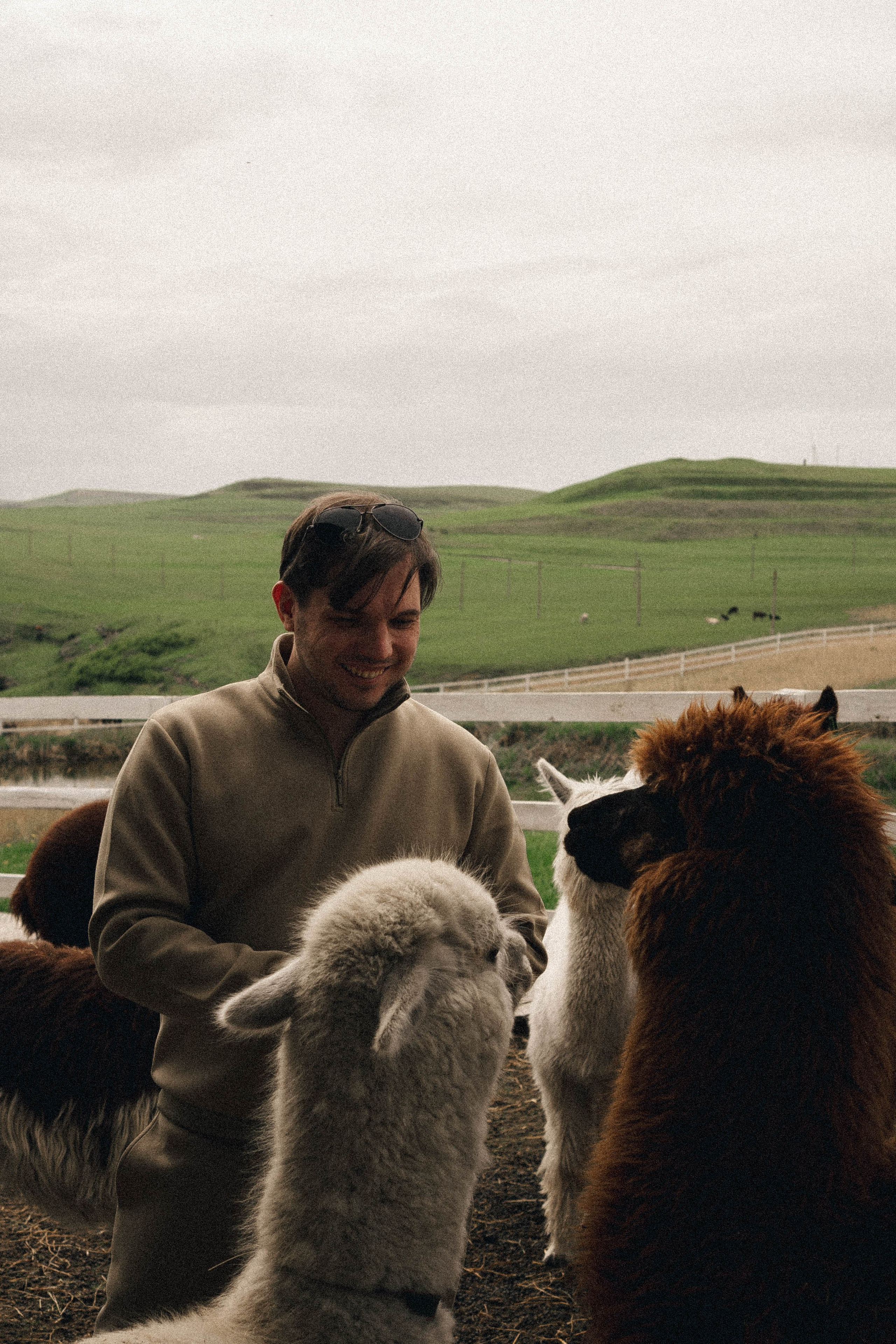 Ферма Альпак. Профессиональный фотограф, Санкт-Петербург — Виктория Богомолова