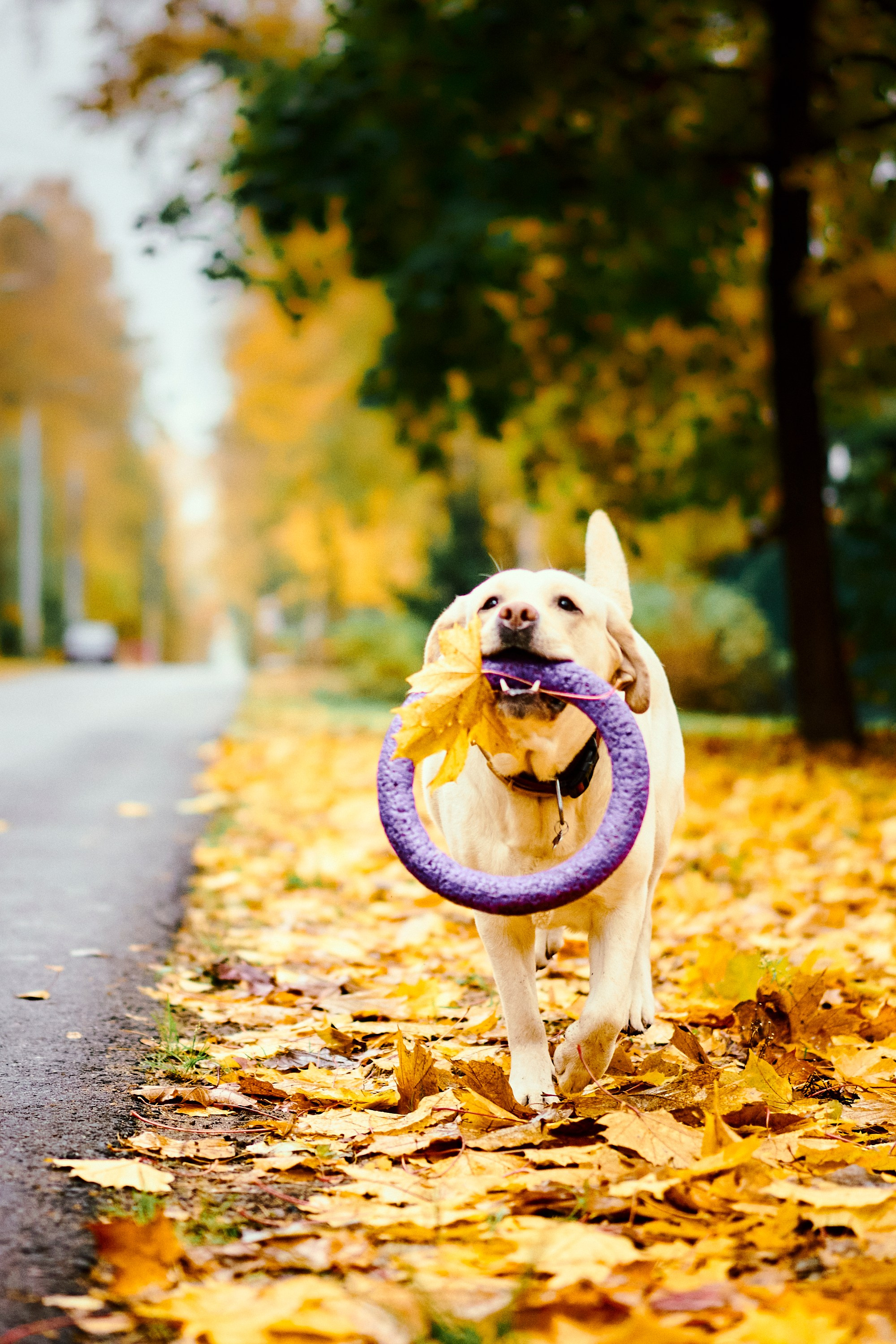 Bell and Black. Vutitsa