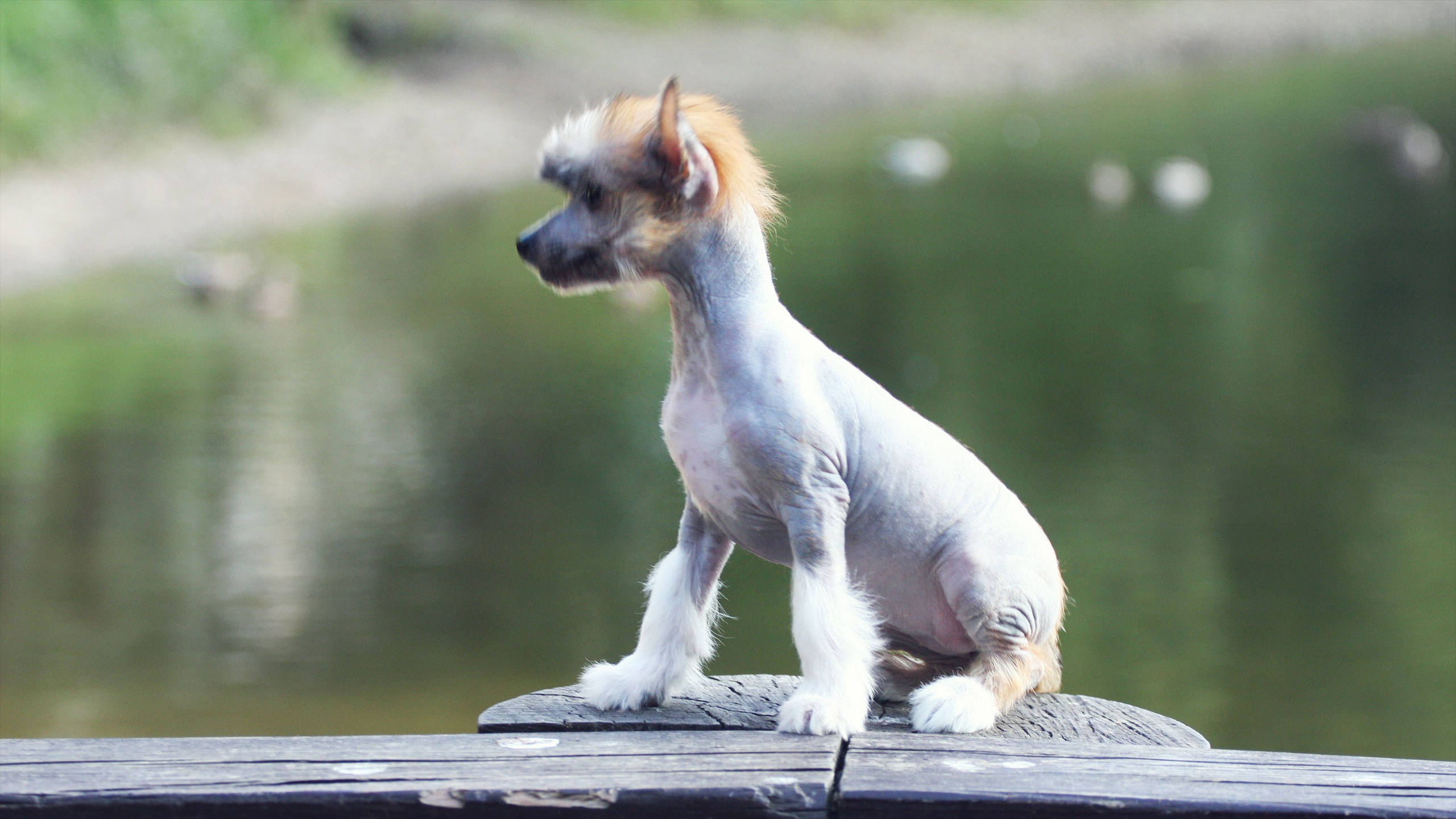 Litter C. Chinese Crested Dog Kennel Poale Ell