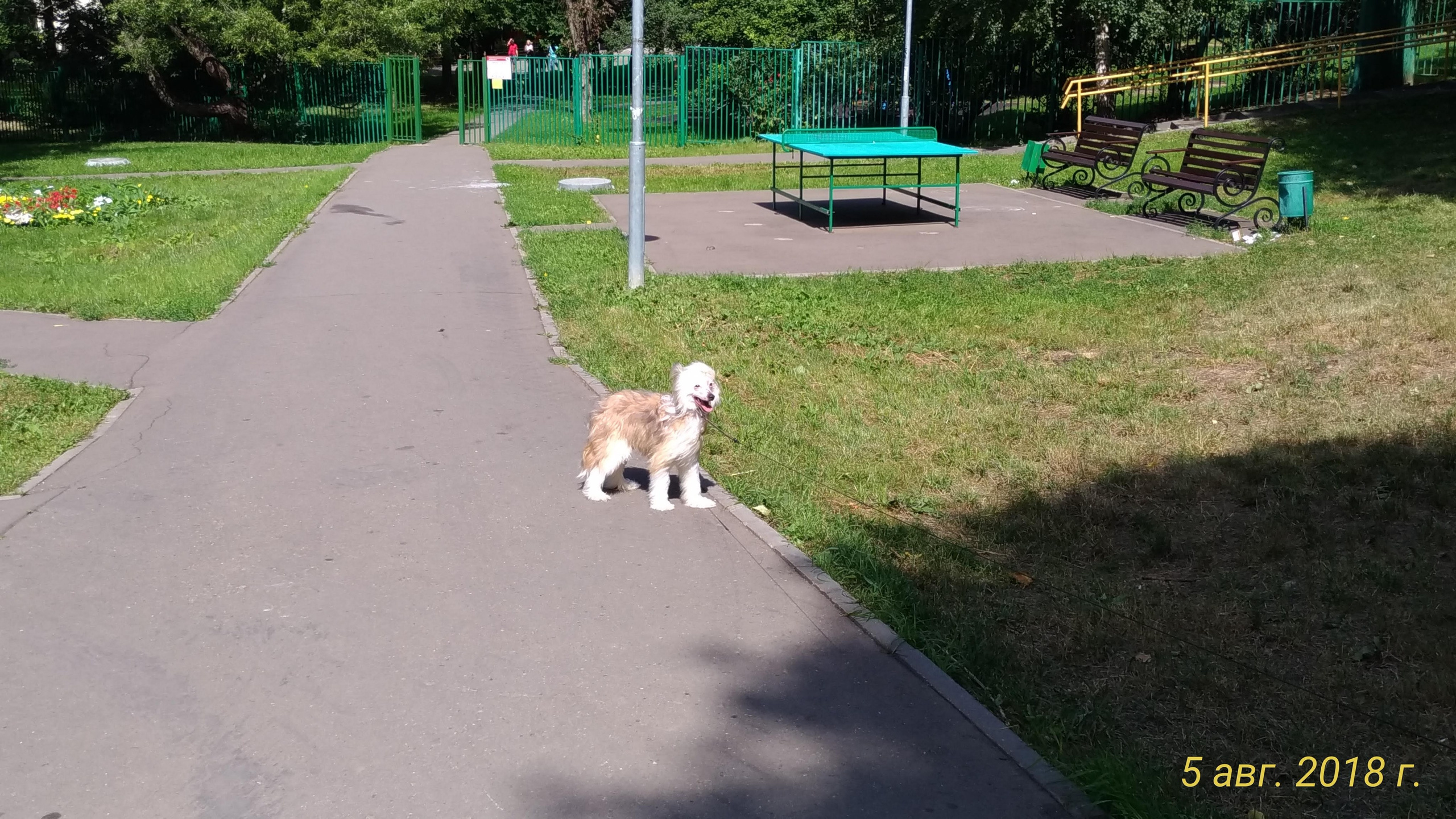 Barthelamew is leaving. Poale Ell Chinese Crested Dog Kennel: Buy a puppy from the kennel