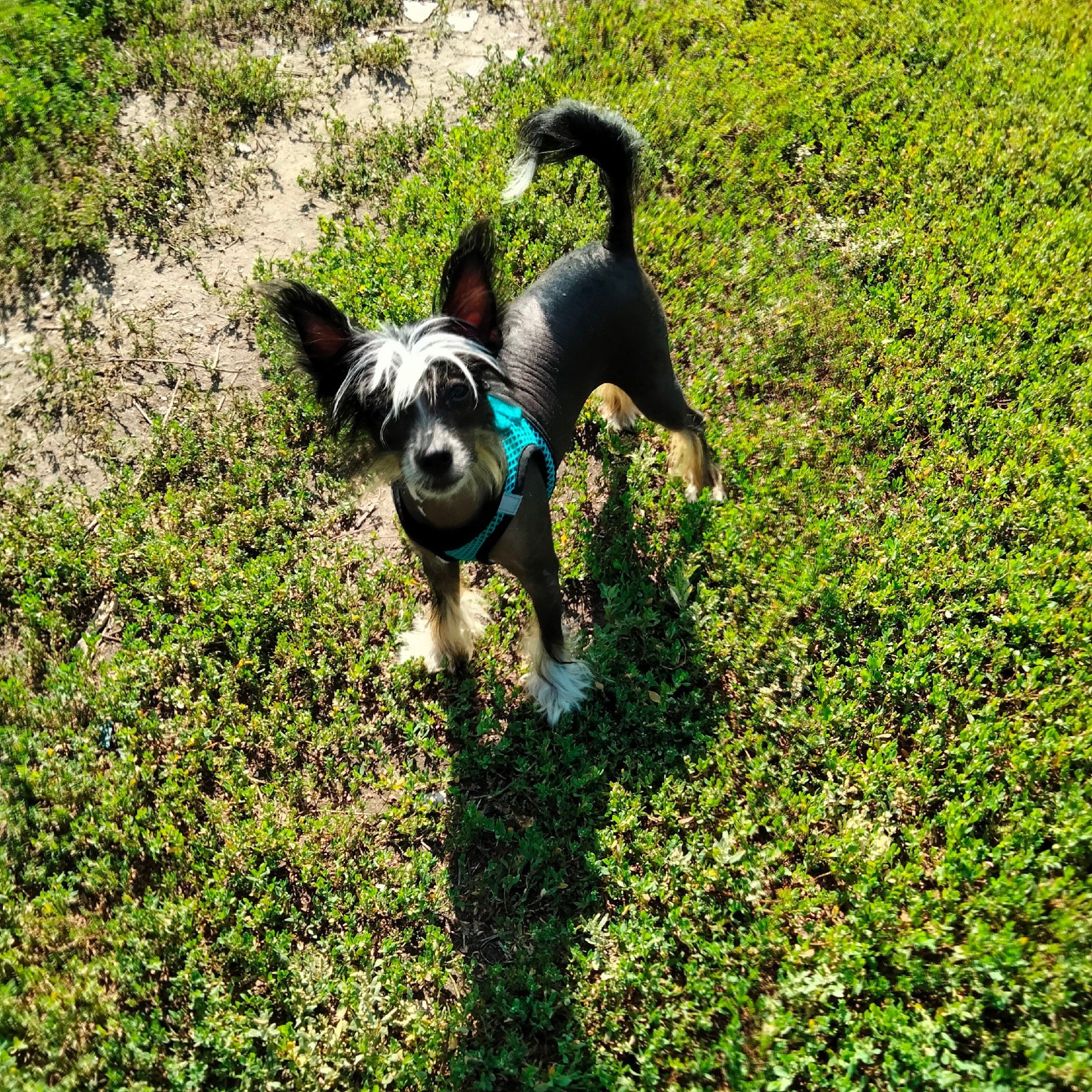 Poale Ell Vinsent. Chinese Crested Dog Kennel Poale Ell