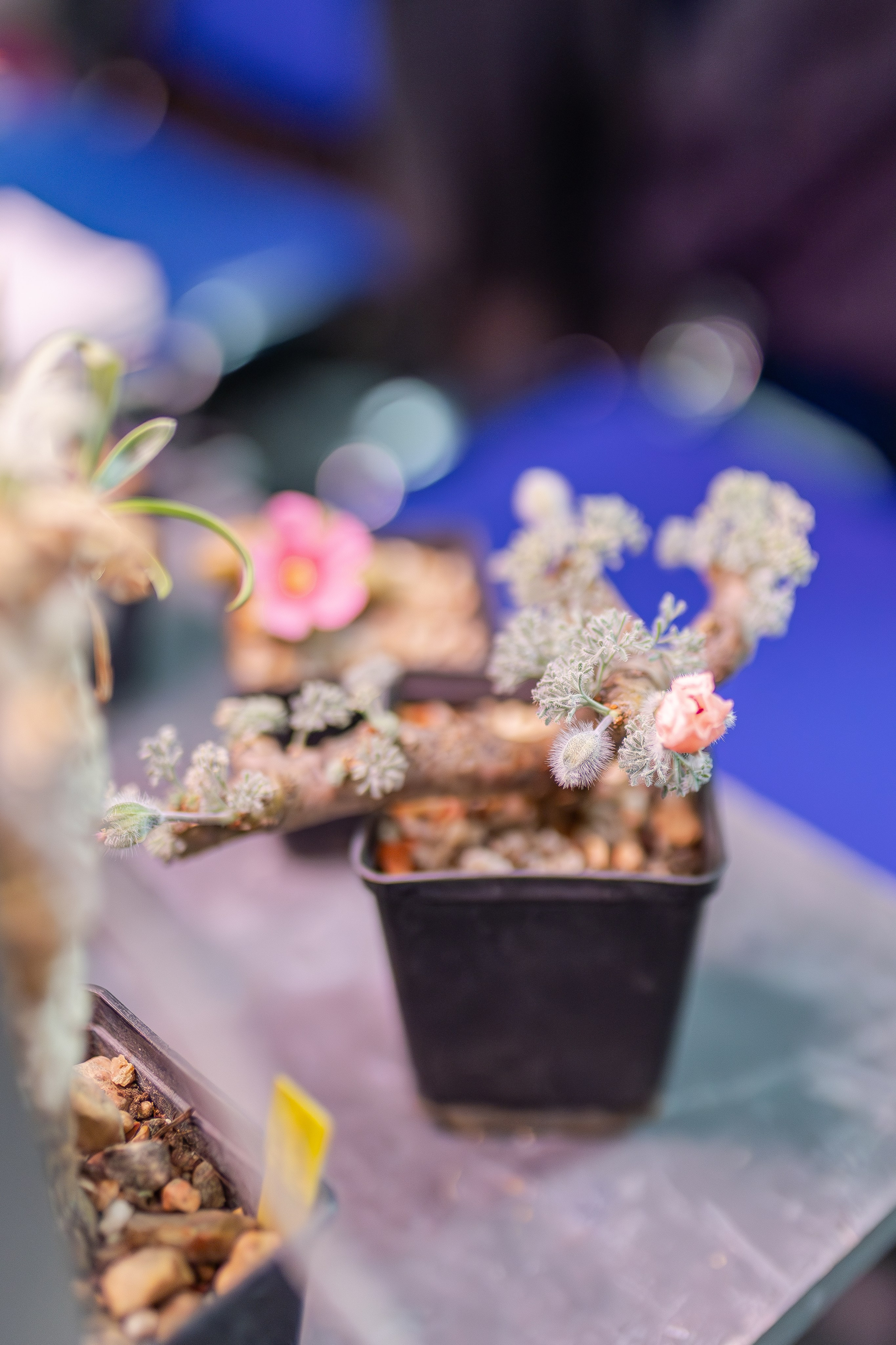 Монстериум апрель 2026. Александра Куликова фотограф, Москва