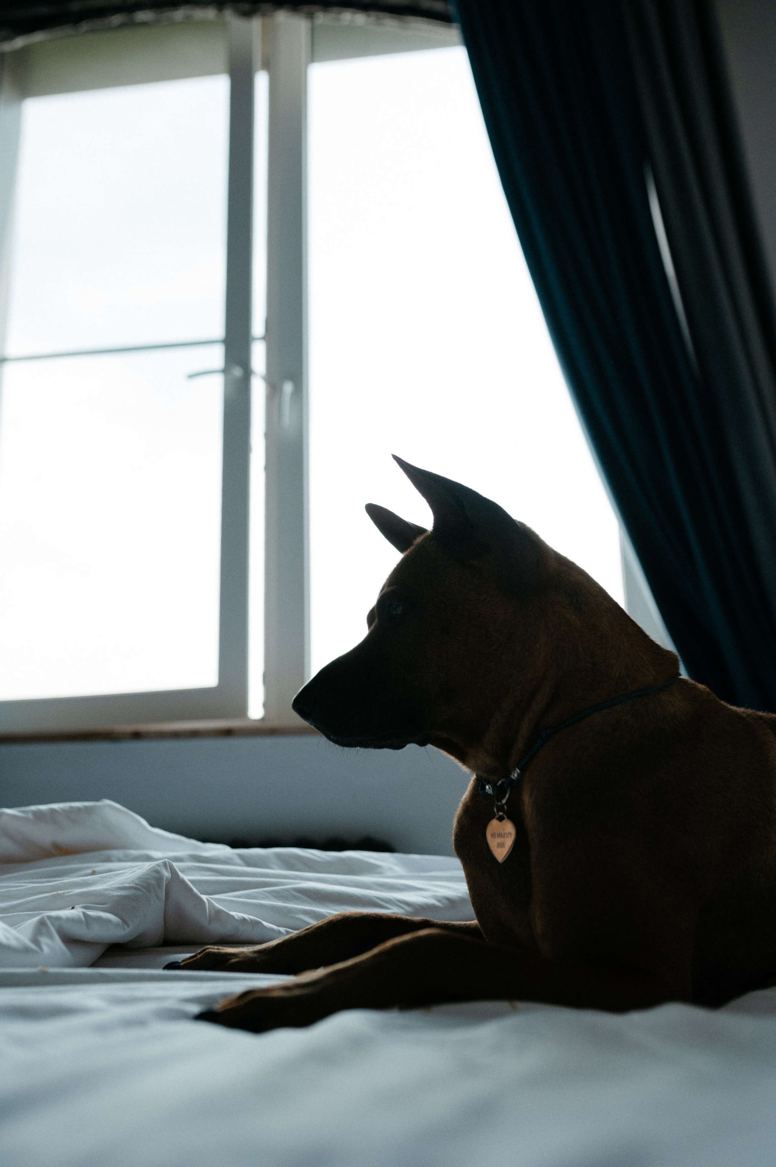 Оксана и Зевс. Фотограф анималист в Москве Ольга Агушева