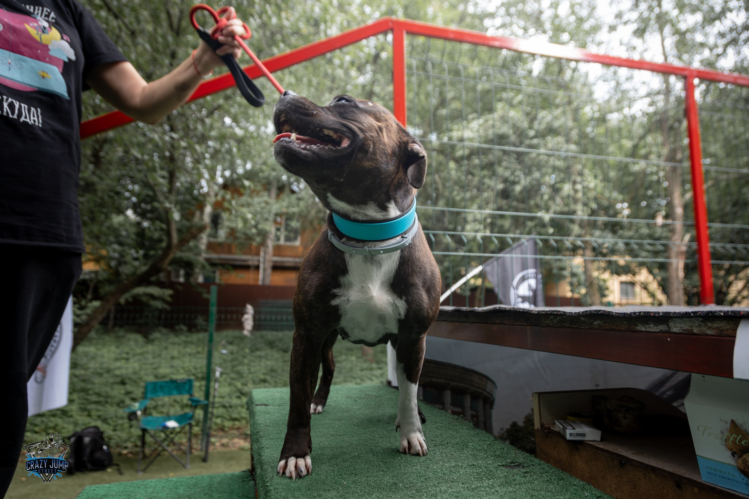 Собаки, спорт, Док дайвинг. Свадебный и репортажный фотограф в Москве и Московской области