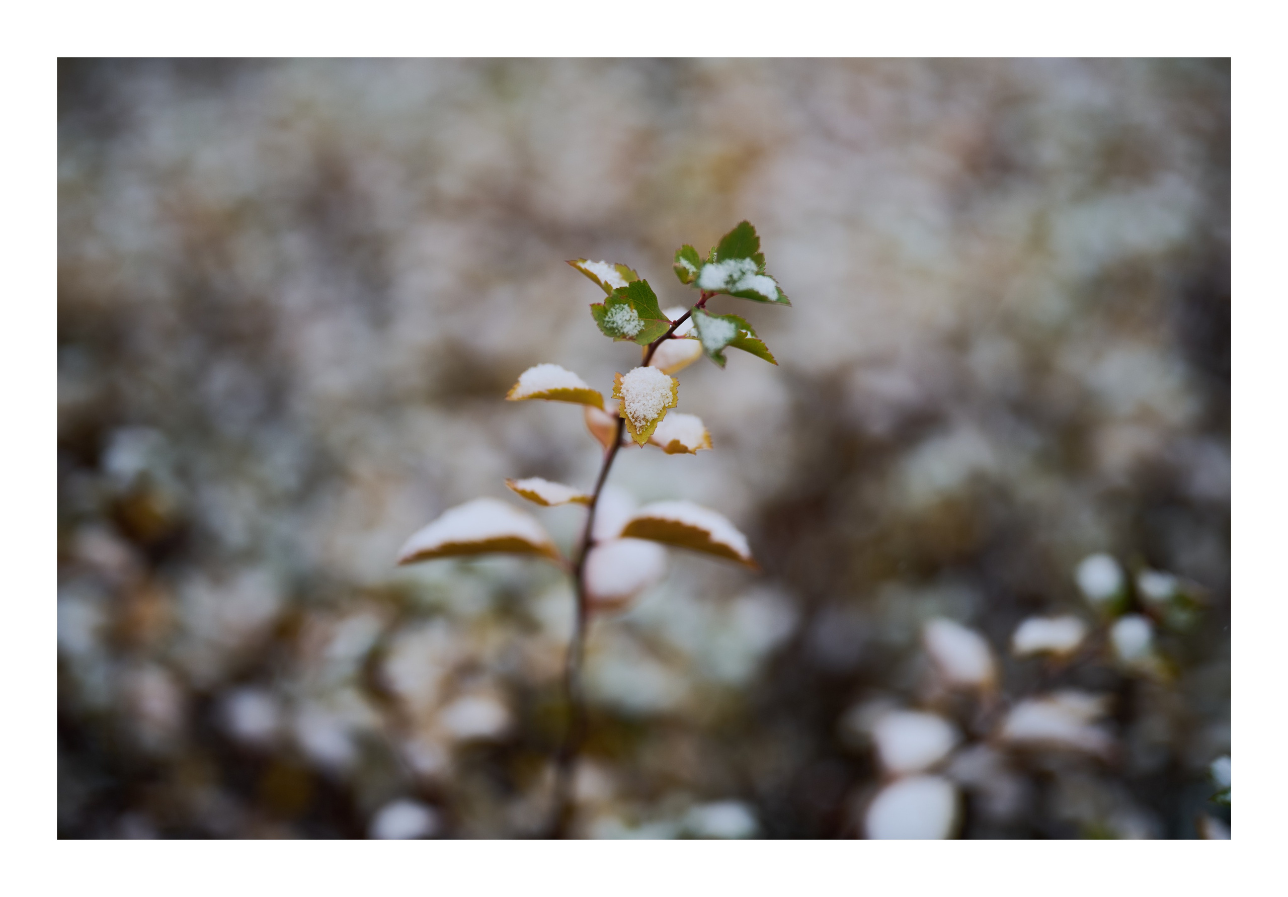 Фотопринты А3. Фотопроект «Территории»