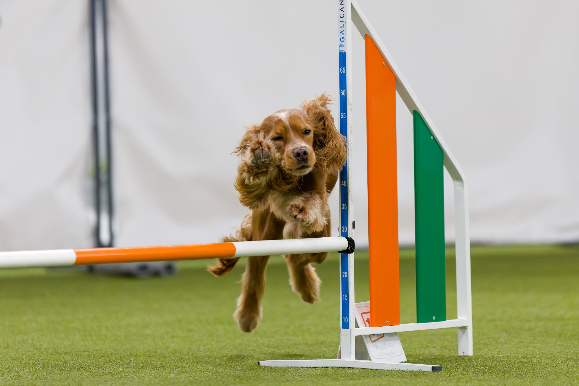 День рождения Пёсбурга — февраль 2025. Irenephoto.ru