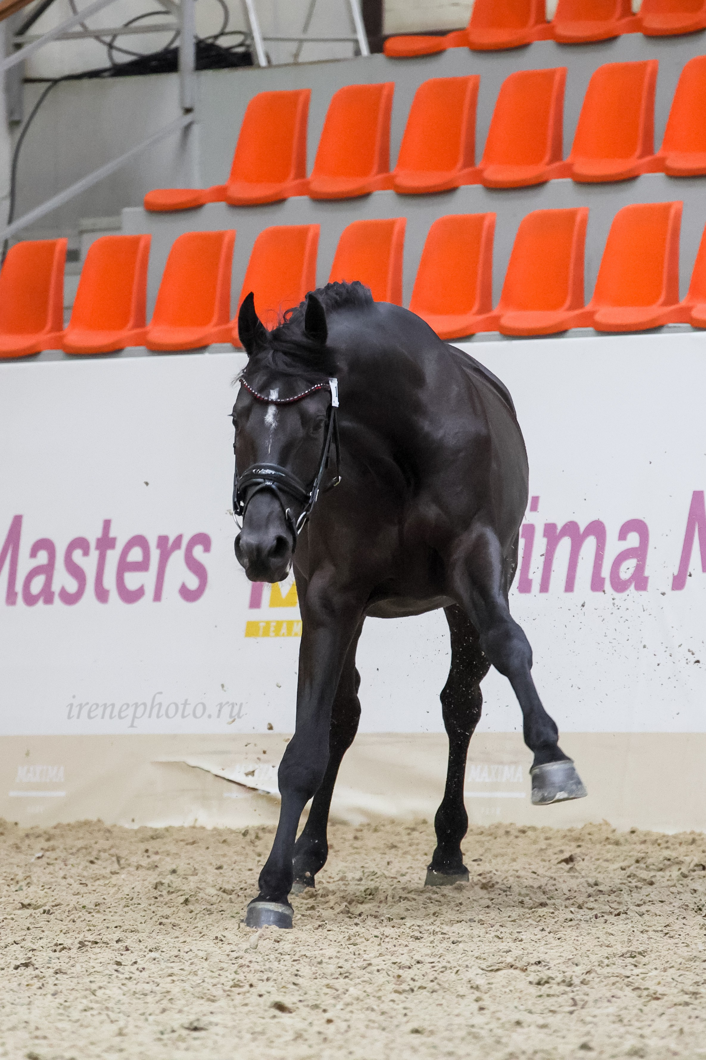 Конная Россия 2024 Оценка двигательных качеств. Irenephoto.ru