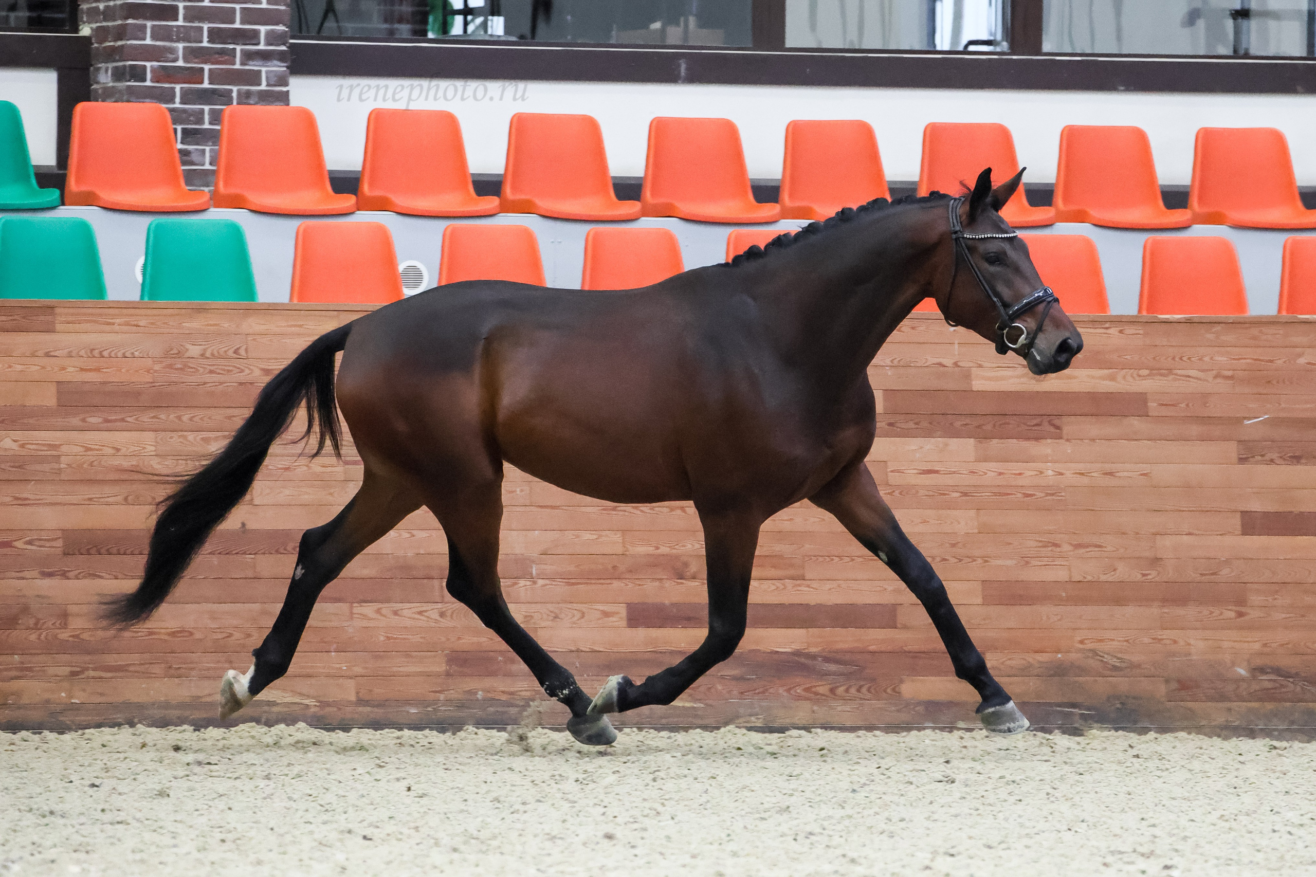 Конная Россия 2024 Оценка двигательных качеств. Irenephoto.ru