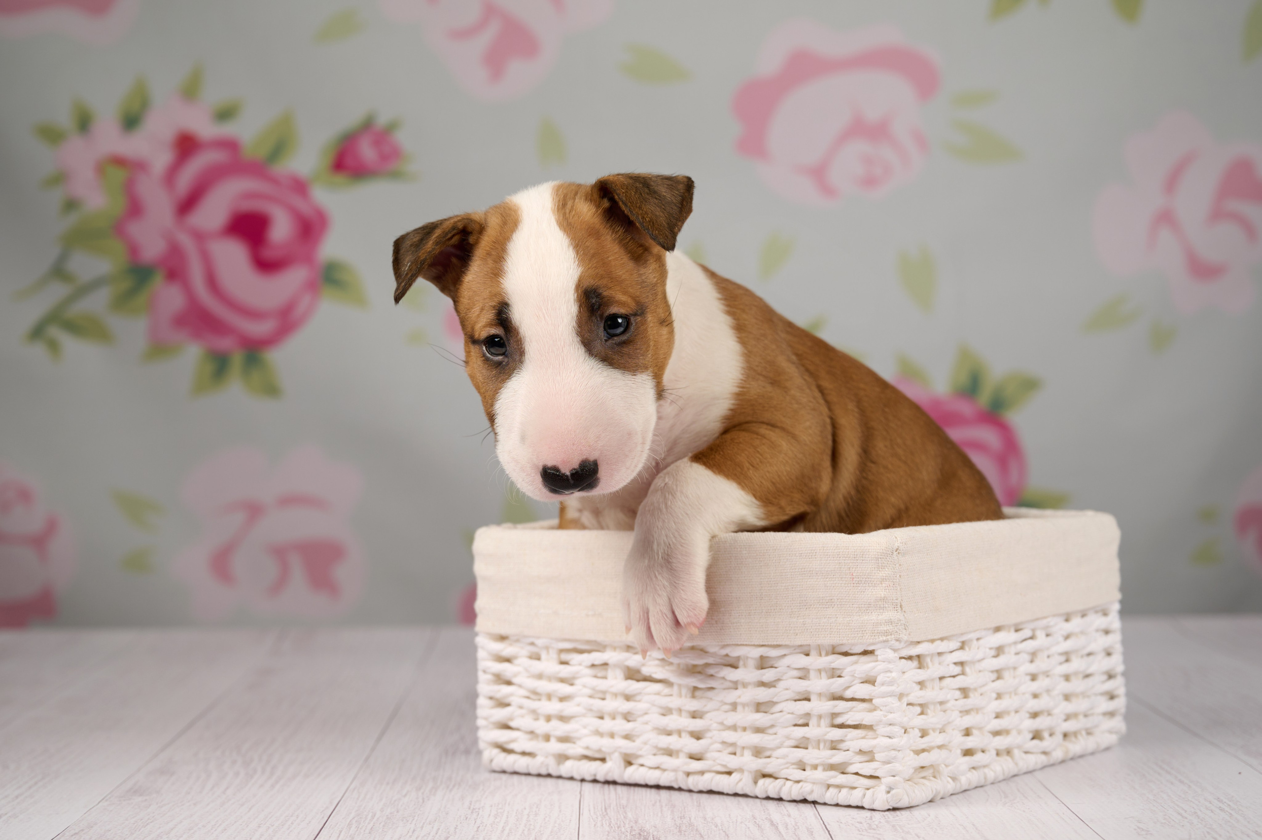Щенки в домашней студии. Фотограф анималист в Казани Алина Сулейманова. Фотограф животных