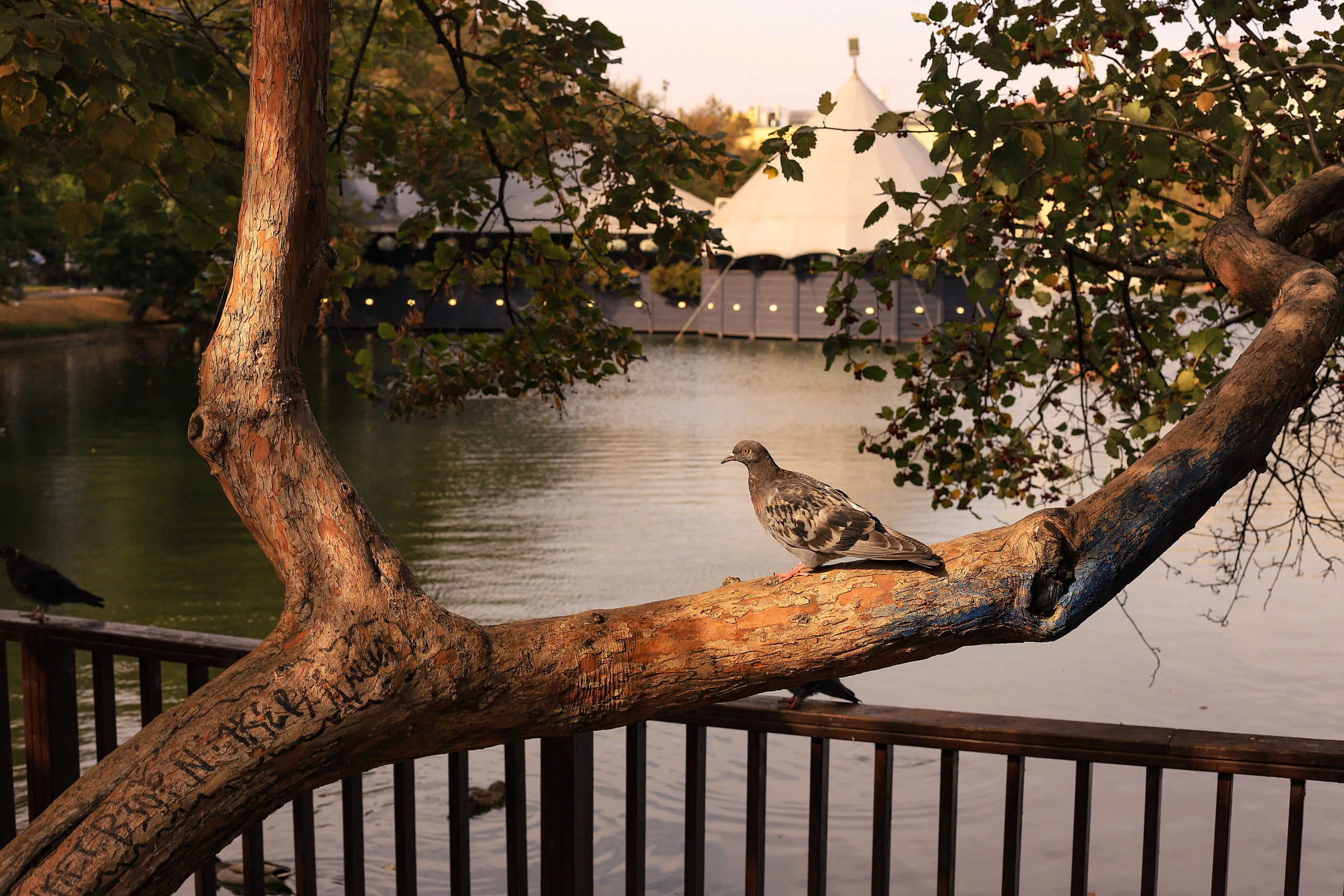 Прогулка по Москве. Фотограф в Москве Елена Дроботя