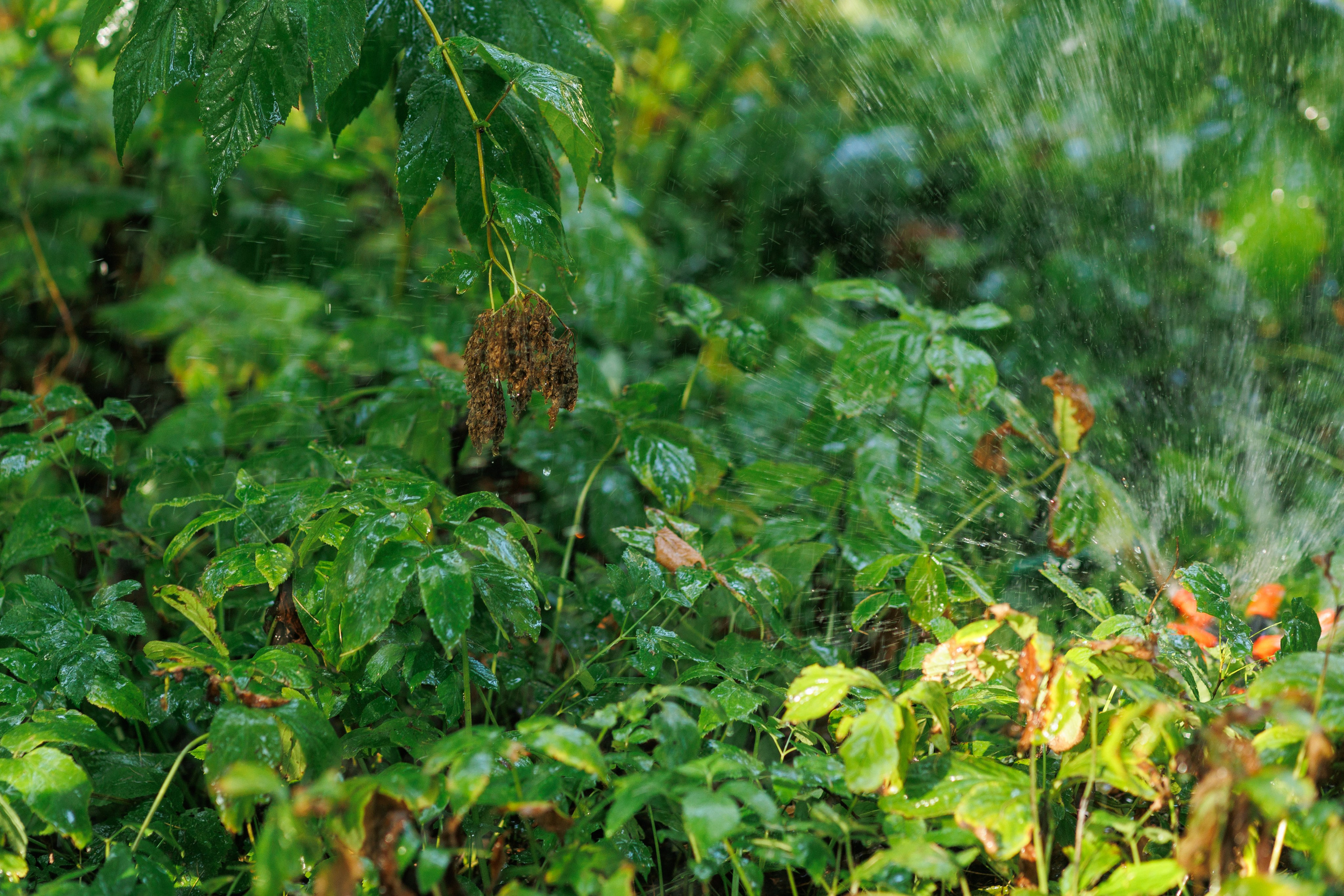 Спектакль в Ботаническом саду (студия «Знаки сезонников». Фотограф в Твери и Москве Юлия Бахтамова