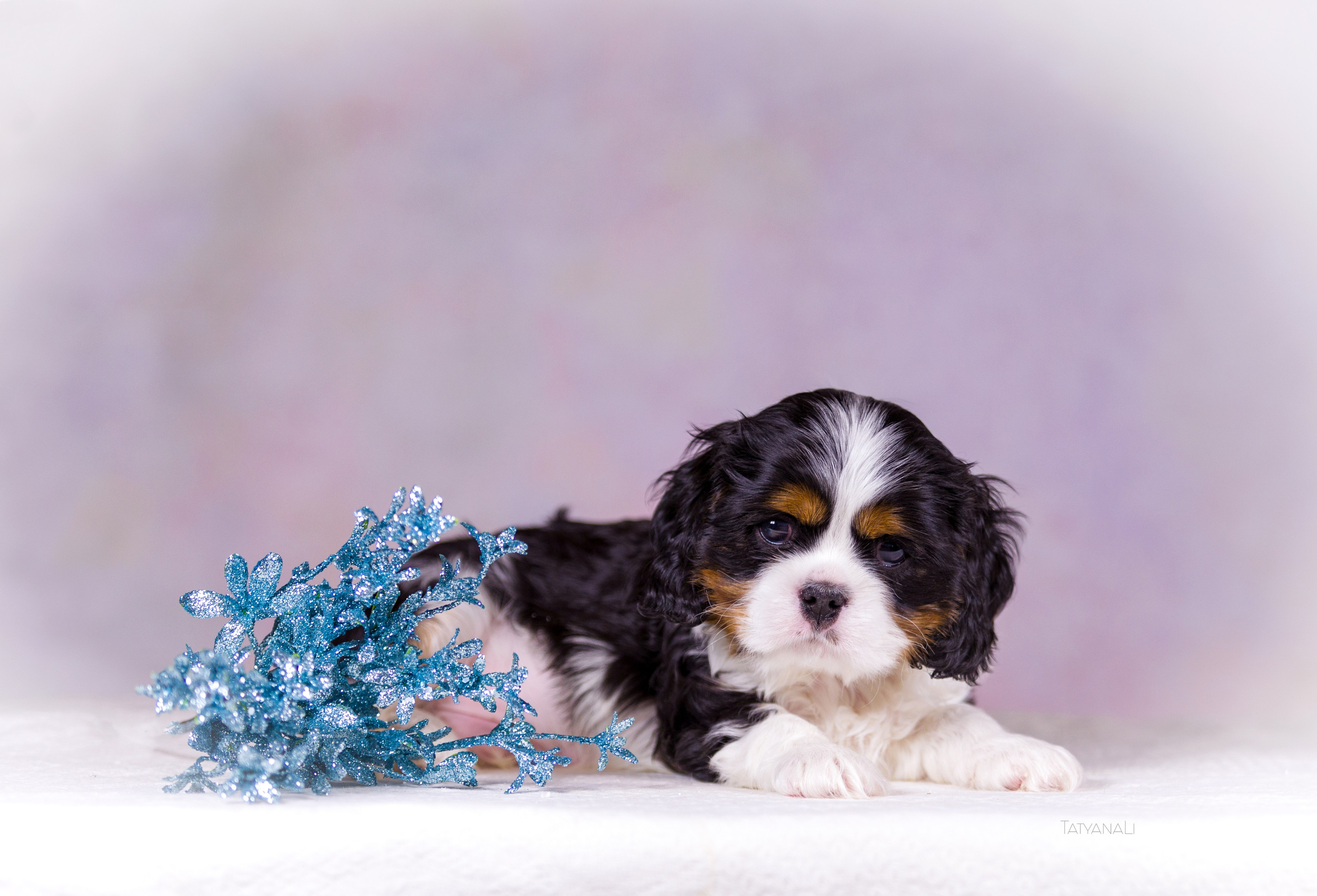 Кавалер-Кинг-Чарльз-Спаниель. Фотограф — анималист Татьяна Ли
