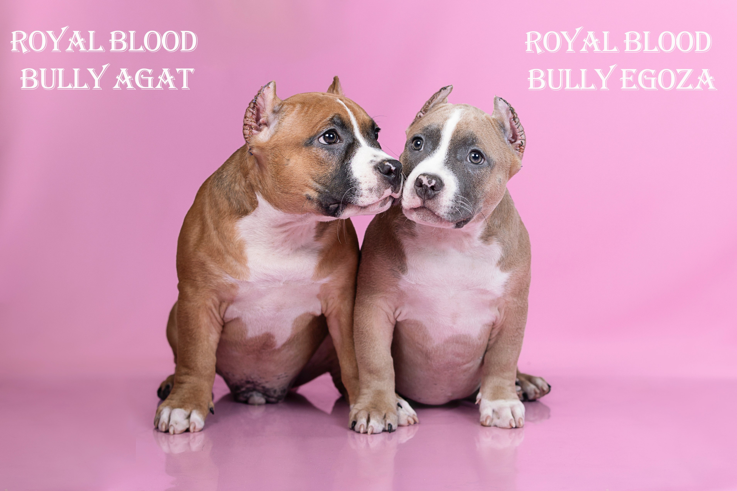 Американский булли!. Фотограф 📸 семейный, предметный, репортажный